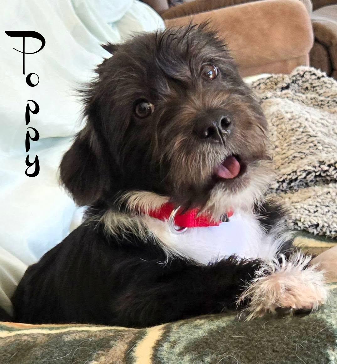 Poppy, a ADOPTABLE mixed breed in Elburn, IL image 2/6
