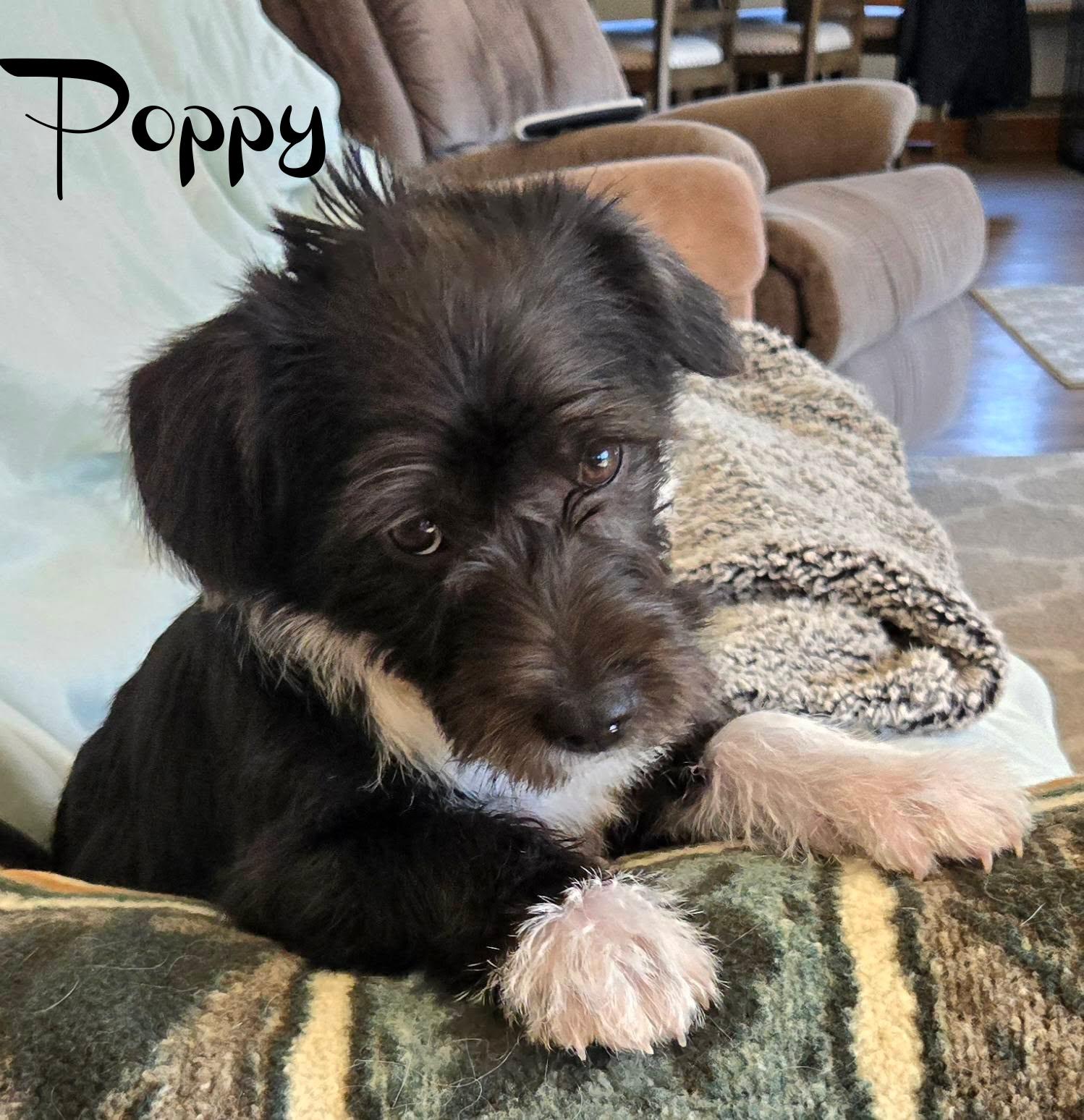 Poppy, a ADOPTABLE mixed breed in Elburn, IL image 6/6