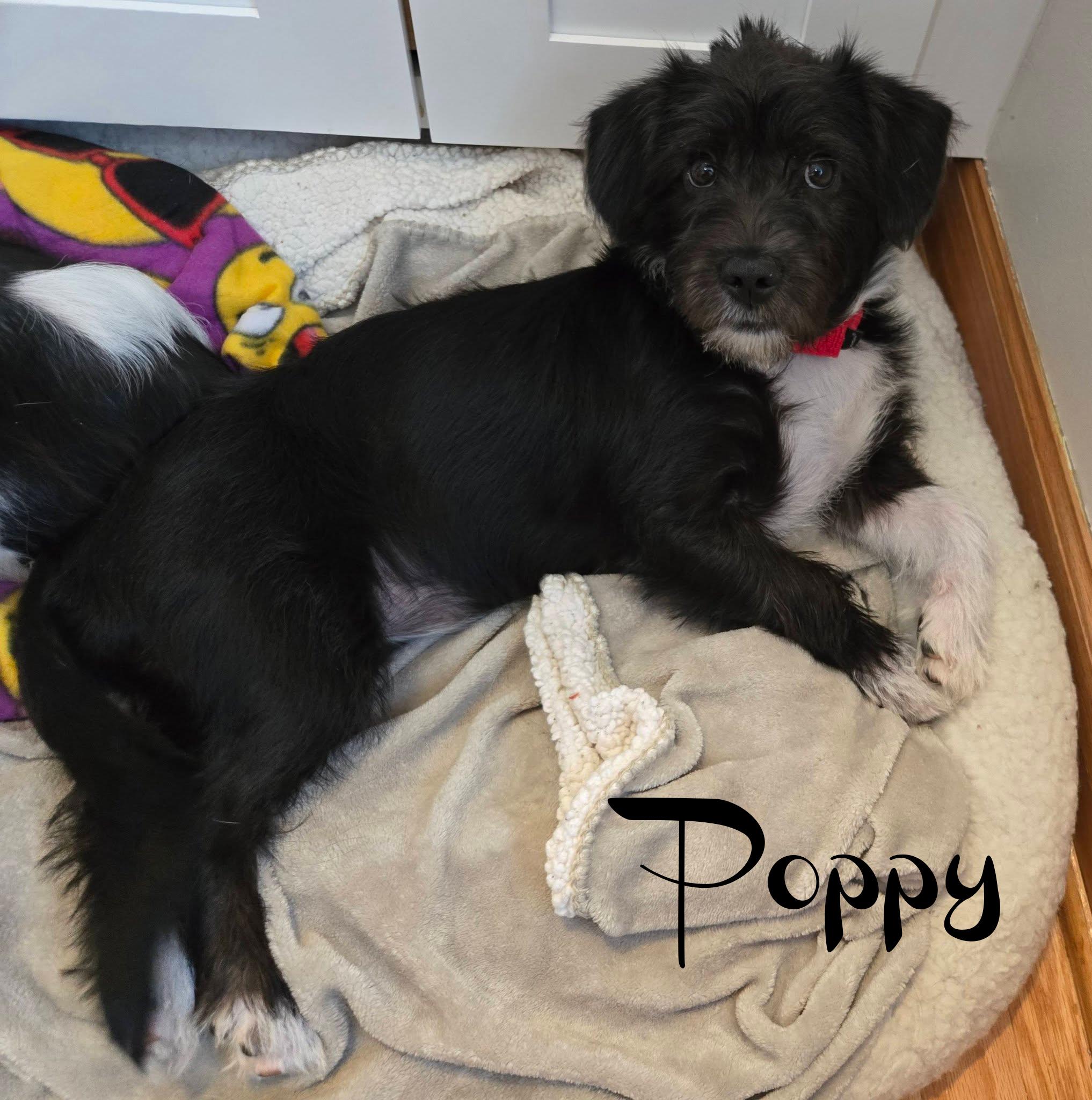 Poppy, a ADOPTABLE mixed breed in Elburn, IL image 3/6