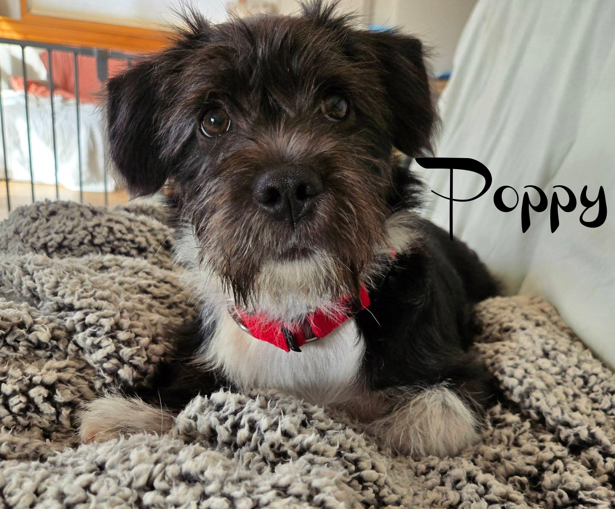 Poppy, a ADOPTABLE mixed breed in Elburn, IL image 5/6
