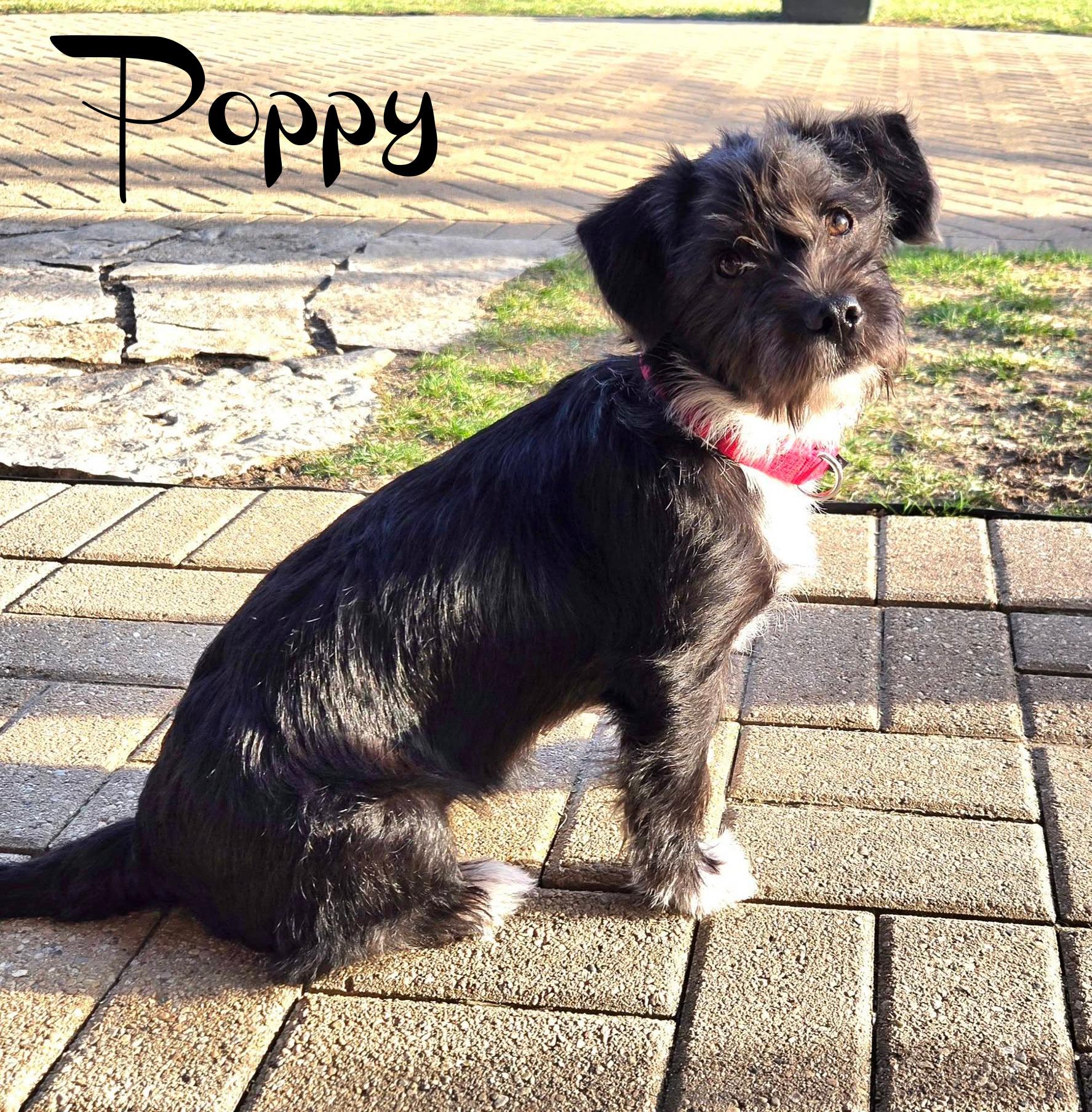 Poppy, ADOPTABLE, Young Female Wirehaired Terrier.