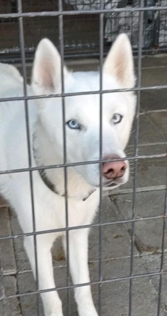 Ghost , a Adoptable mixed breed in Clay City, KY image 3/5