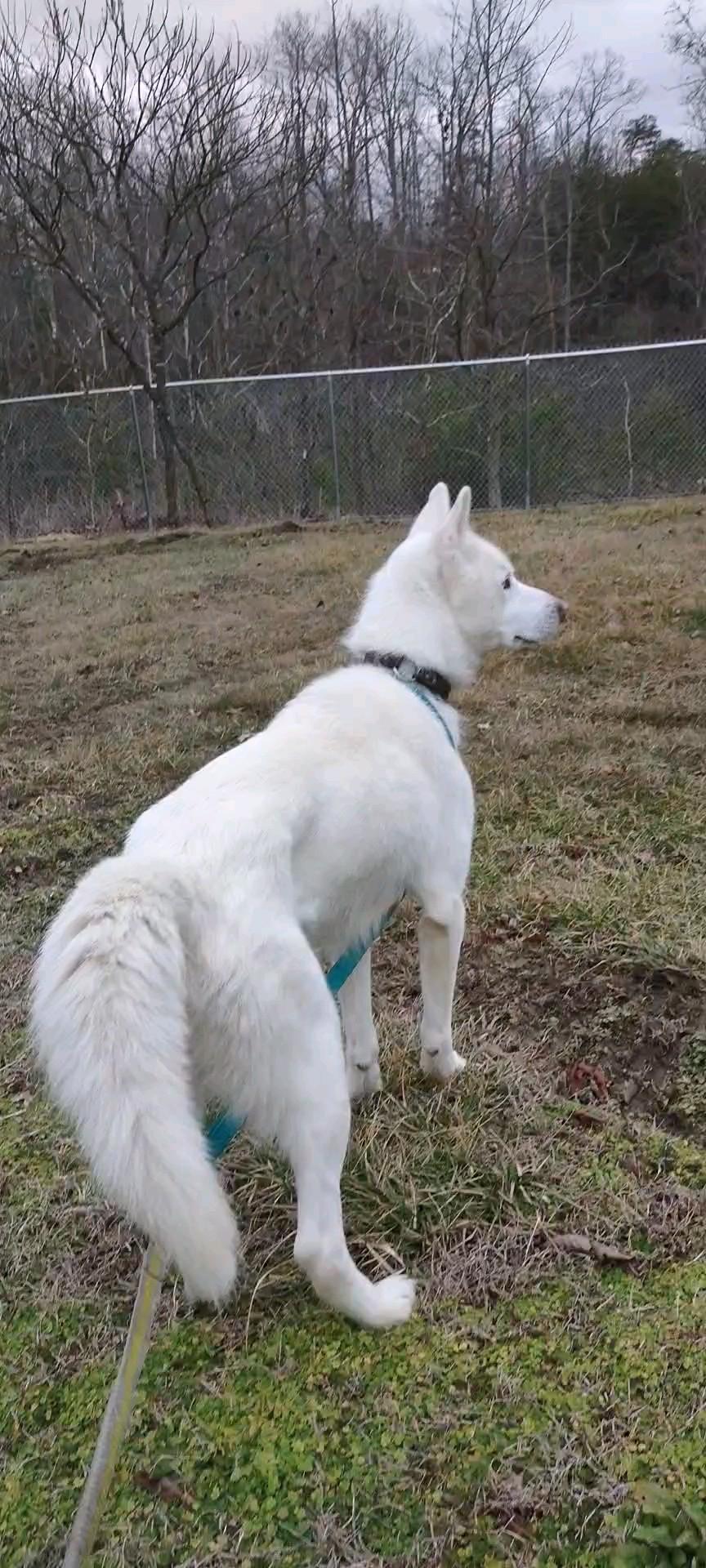 Ghost , a Adoptable mixed breed in Clay City, KY image 2/5