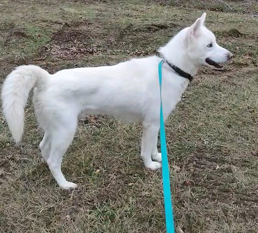 Ghost , a Adoptable mixed breed in Clay City, KY image 1/5