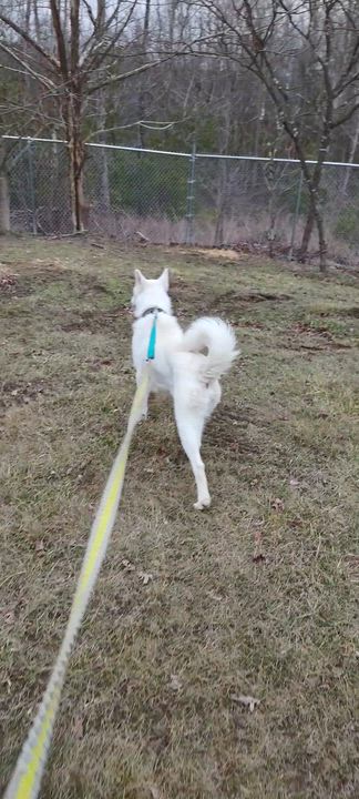 Enlarge Ghost , a Adoptable mixed breed in Clay City, KY video 5/5