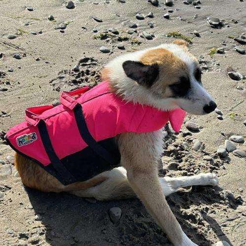 KC, a Adoptable mixed breed in Sunderland, ON image 2/5
