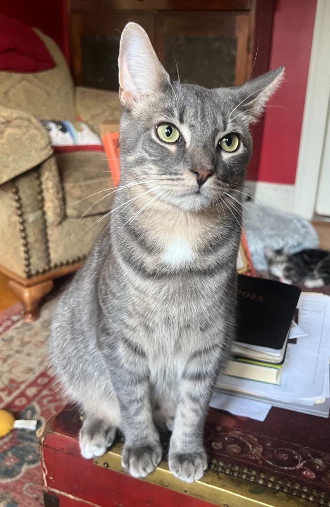 Enlarge 192-Nolan Purrcival bonded with Cymbal in foster care, a Adoptable mixed breed in Windsor, CT image 1/3