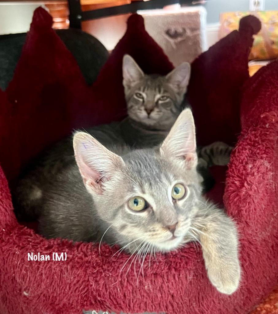 Enlarge 192-Nolan Purrcival bonded with Cymbal in foster care, a Adoptable mixed breed in Windsor, CT image 2/3