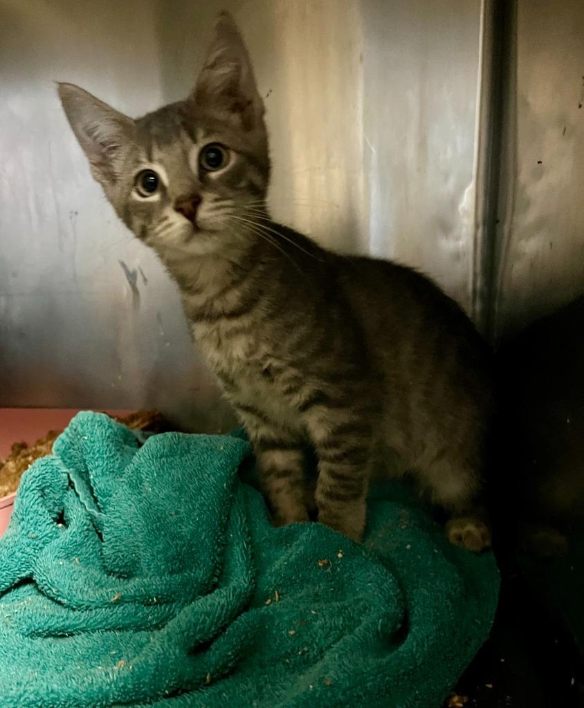 Enlarge 192-Nolan Purrcival bonded with Cymbal in foster care, a Adoptable mixed breed in Windsor, CT image 3/3