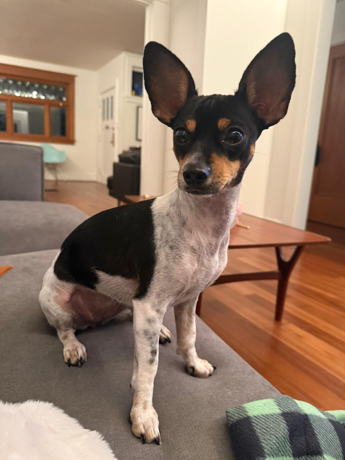 Lia, adopted, Puppy Female Miniature Pinscher & Chihuahua.