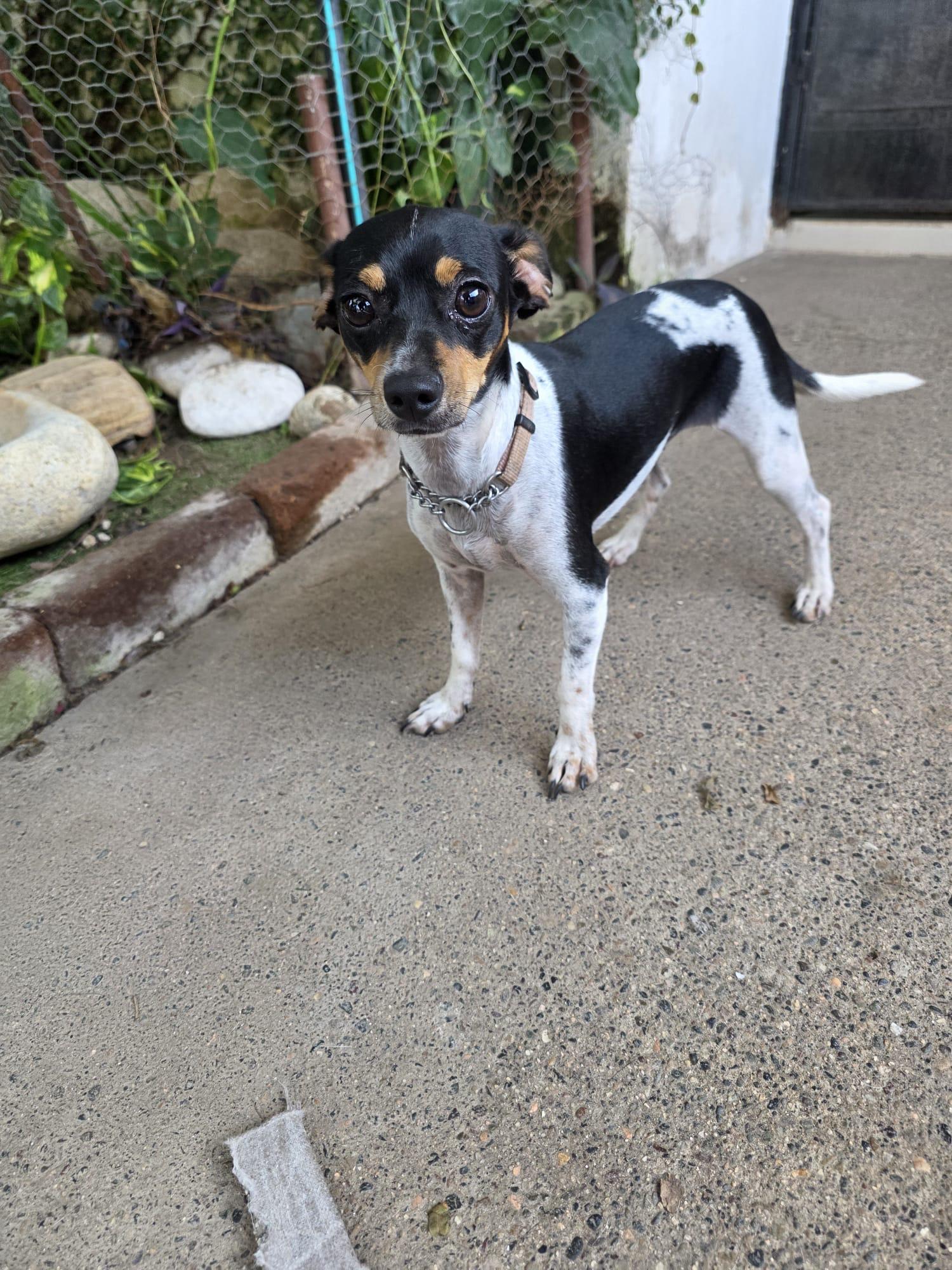 Lia, an adopted mixed breed in Vancouver, BC image 2/6