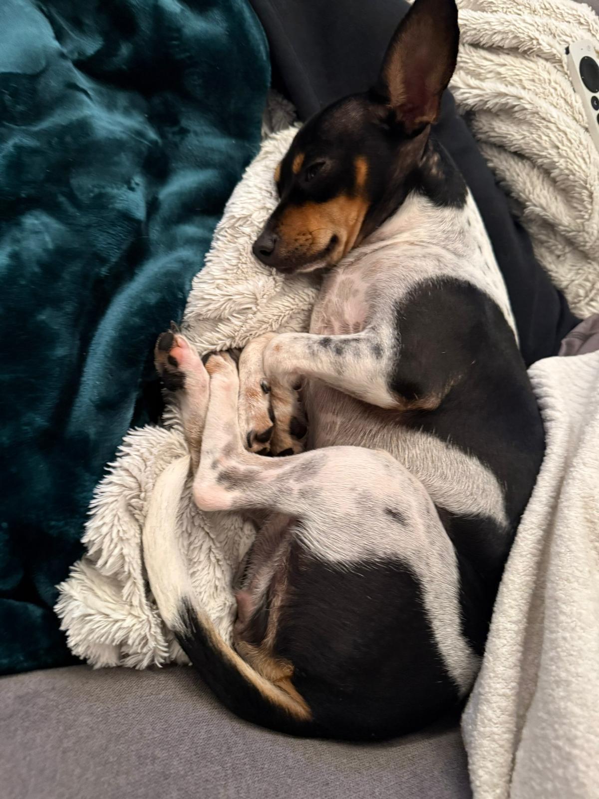 Lia, an adopted mixed breed in Vancouver, BC image 3/6