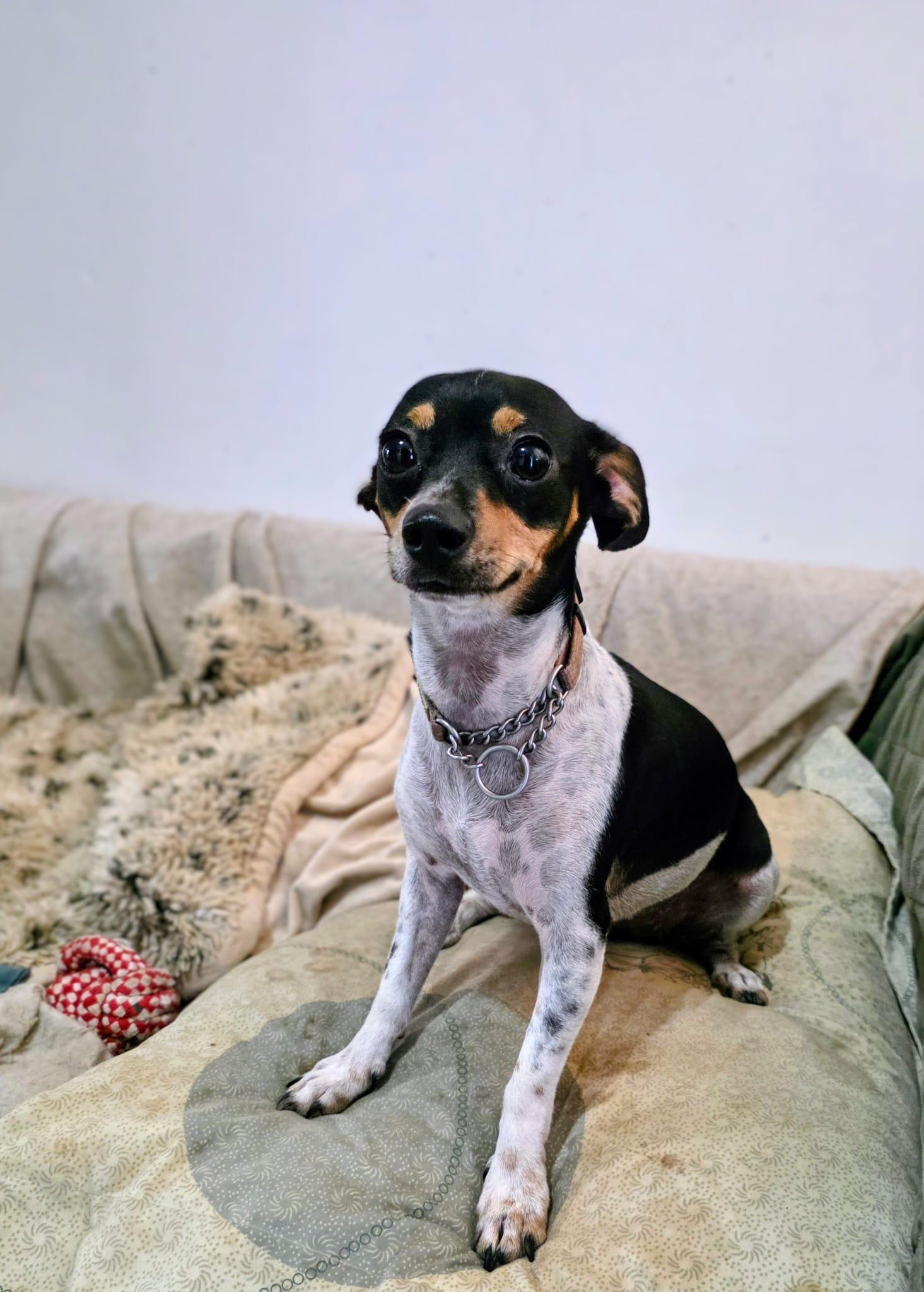 Lia, an adopted mixed breed in Vancouver, BC image 4/6