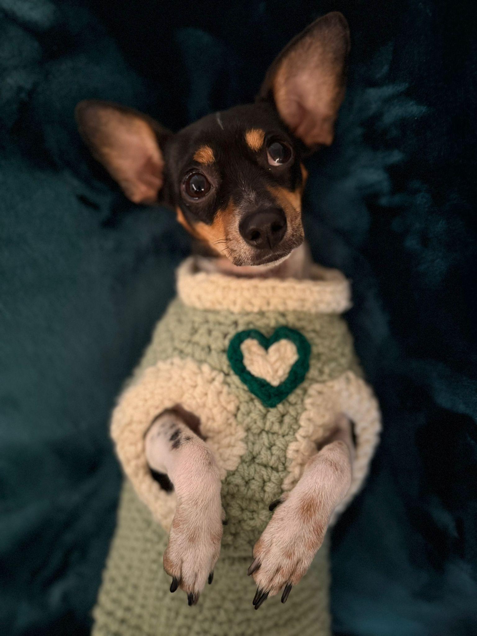 Lia, an adopted mixed breed in Vancouver, BC image 5/6