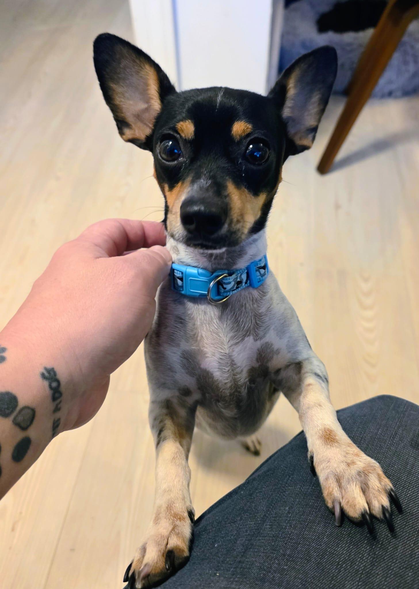 Lia, adopted, Puppy Female Miniature Pinscher & Chihuahua.