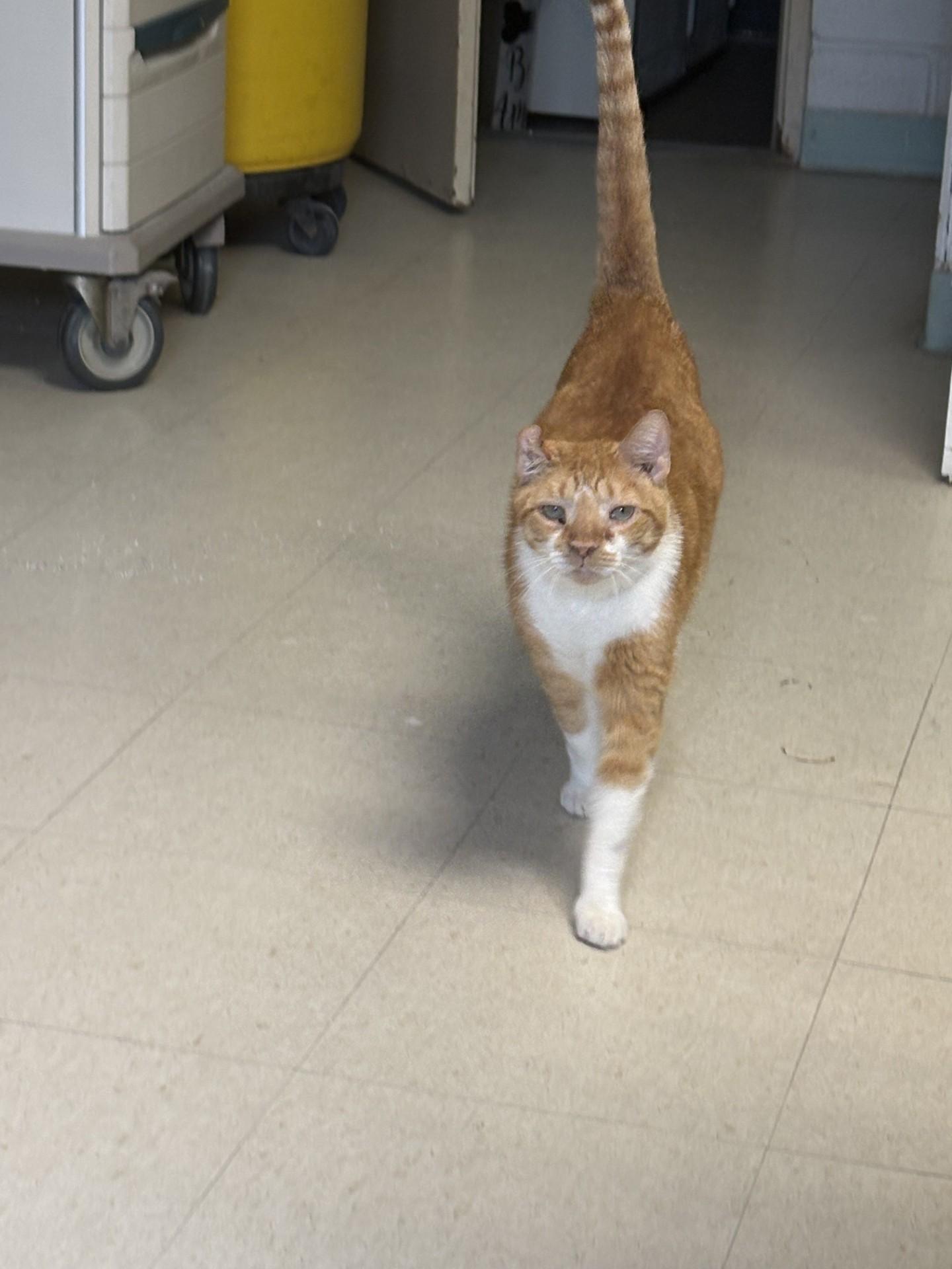 Enlarge Bombolotto, a ADOPTABLE Domestic Short Hair in Vernon, NJ image 1/1