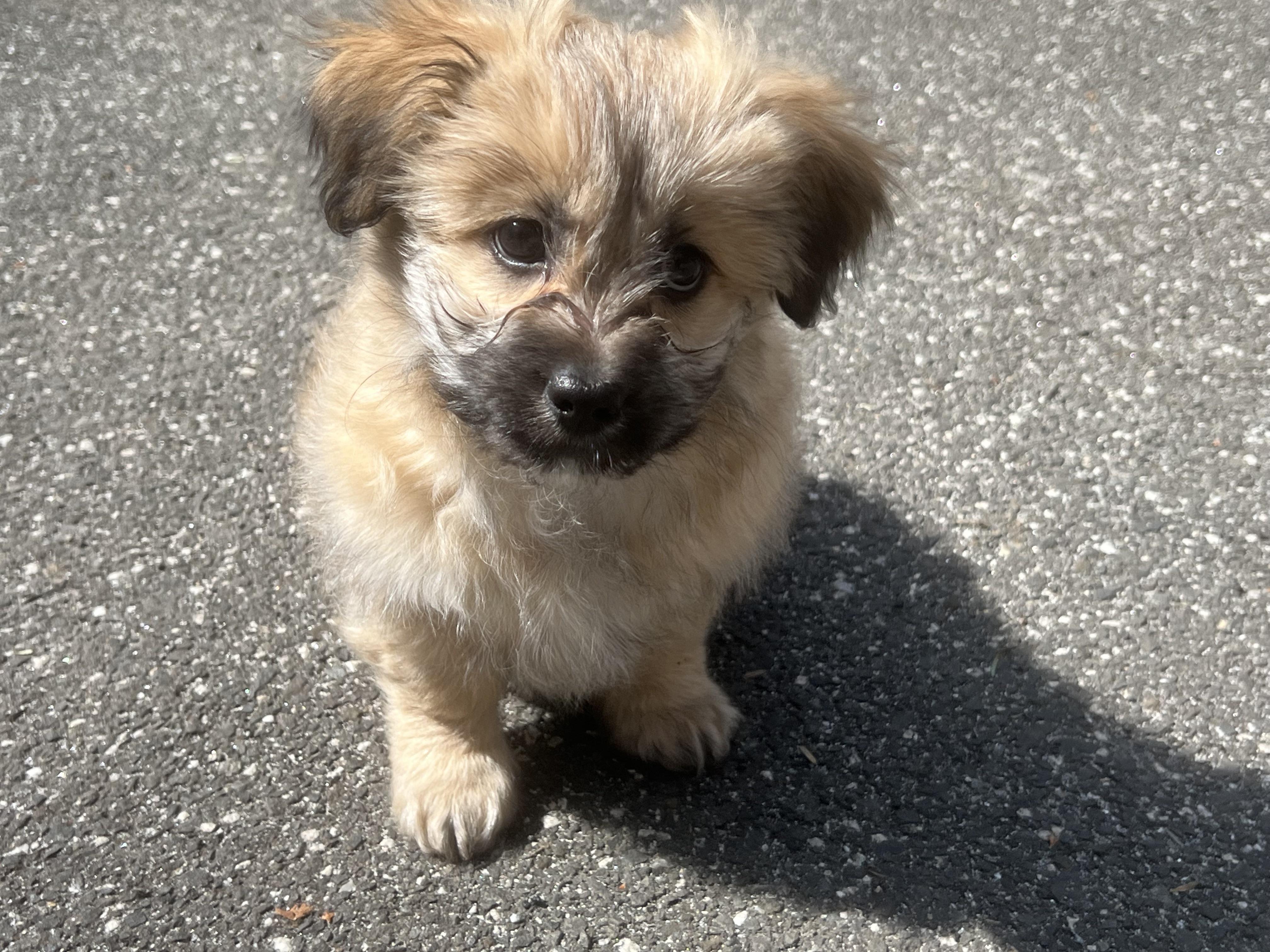 CLEMENTINE (loves dogs, cats, & kids), ADOPTABLE, Puppy Female Chihuahua.