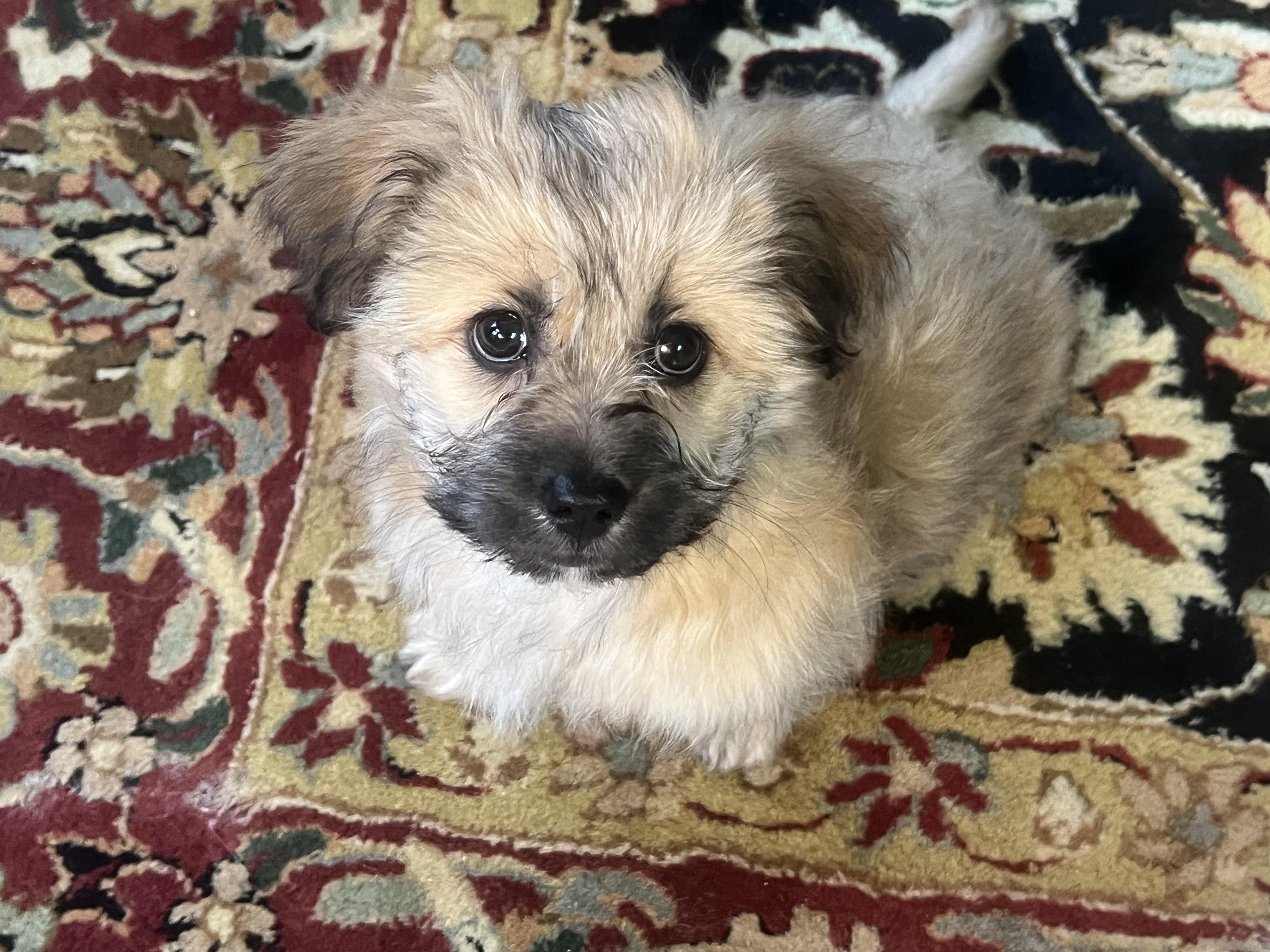 Enlarge CLEMENTINE (loves dogs, cats, & kids), a ADOPTABLE mixed breed in Dayville, CT image 5/6