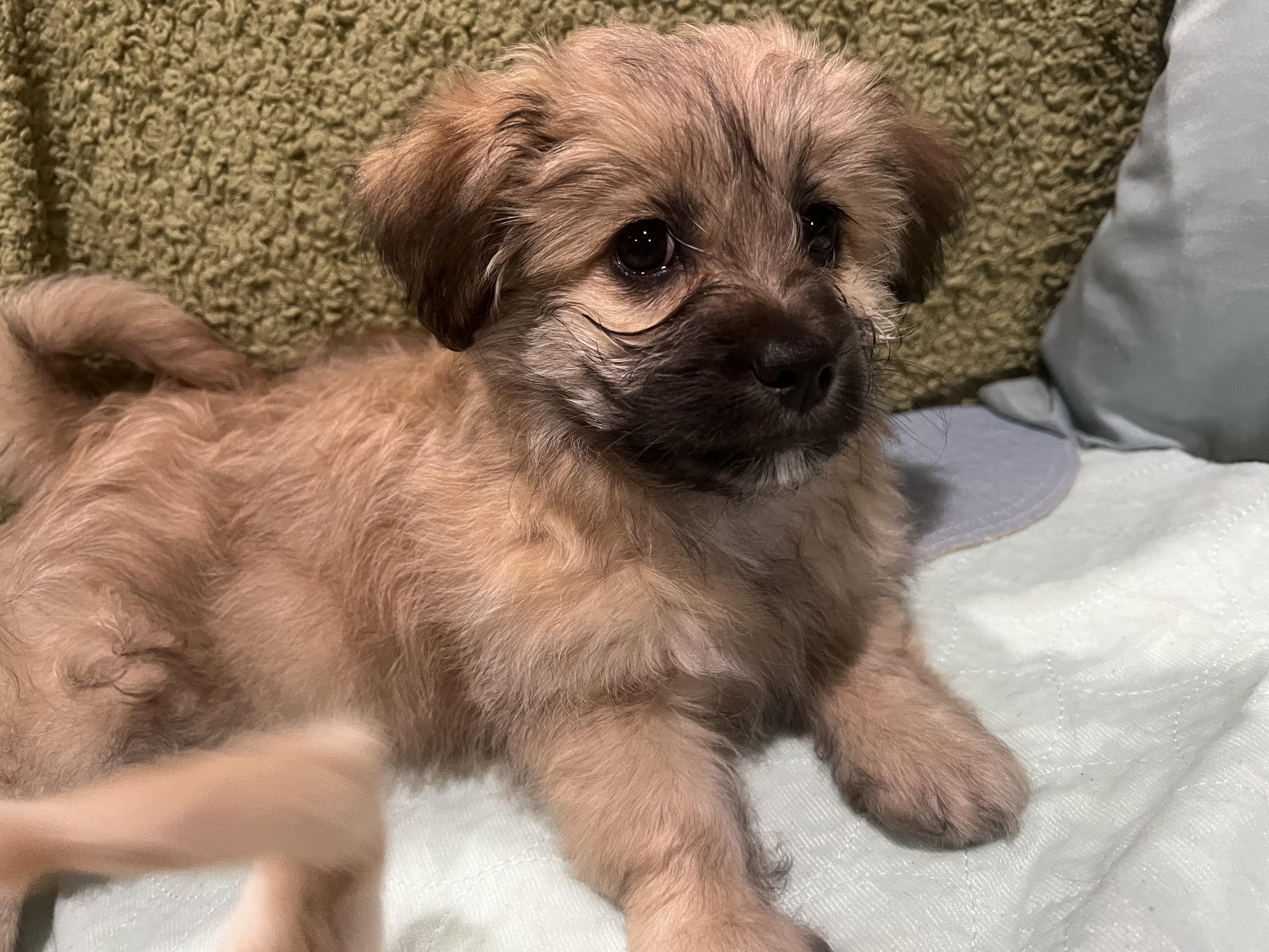 Enlarge CLEMENTINE (loves dogs, cats, & kids), a ADOPTABLE mixed breed in Dayville, CT image 2/6