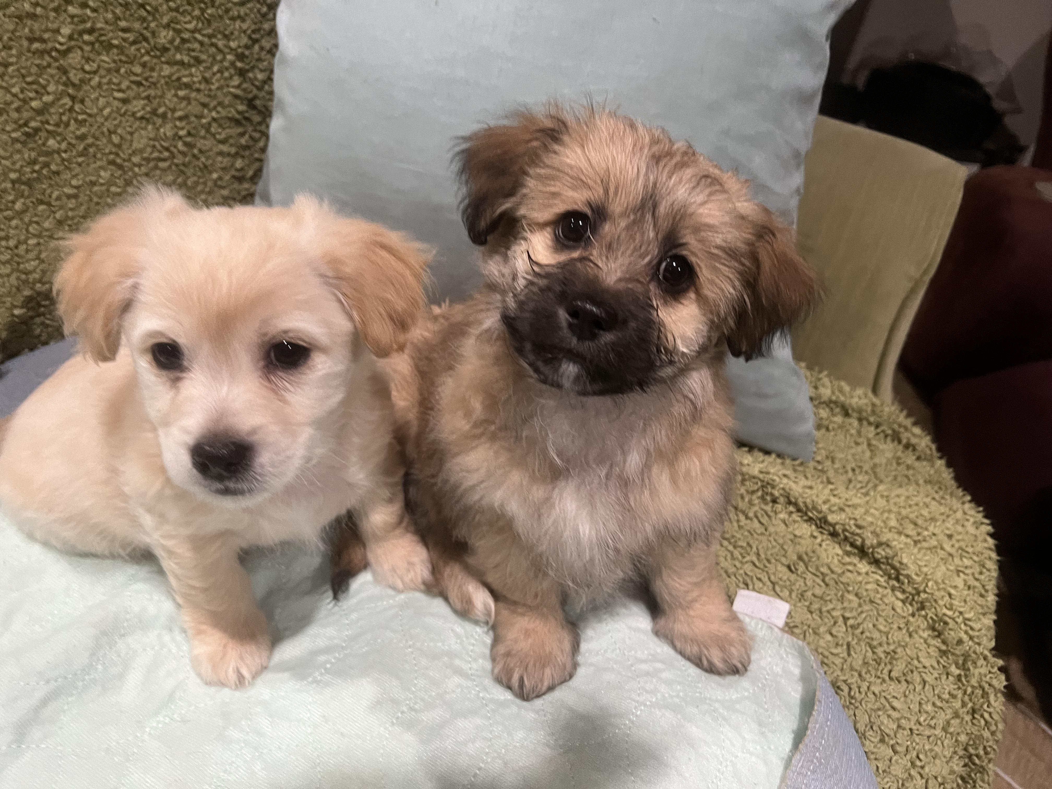 Enlarge CLEMENTINE (loves dogs, cats, & kids), a ADOPTABLE mixed breed in Dayville, CT image 3/6