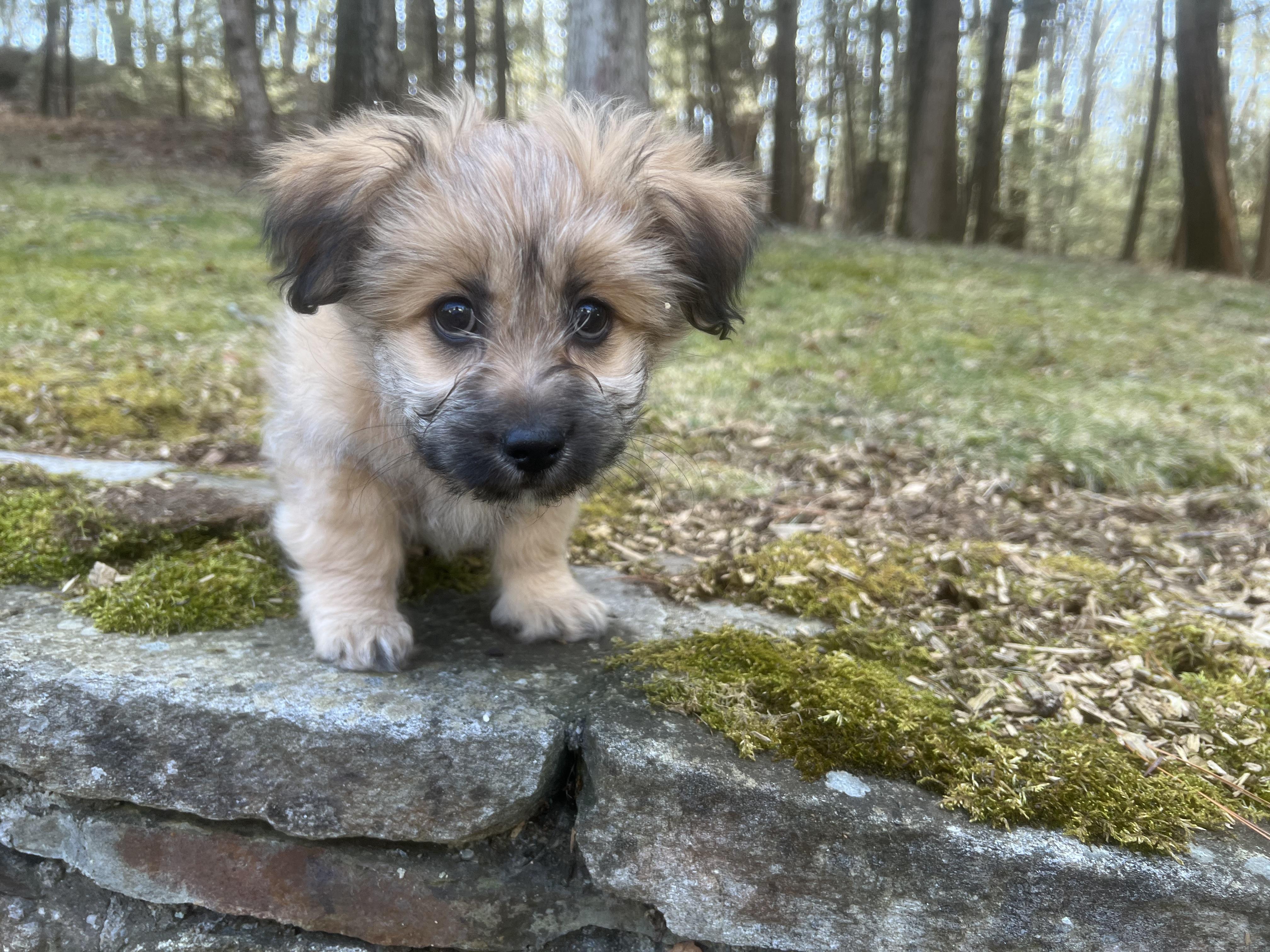 Enlarge CLEMENTINE (loves dogs, cats, & kids), a ADOPTABLE mixed breed in Dayville, CT image 4/6