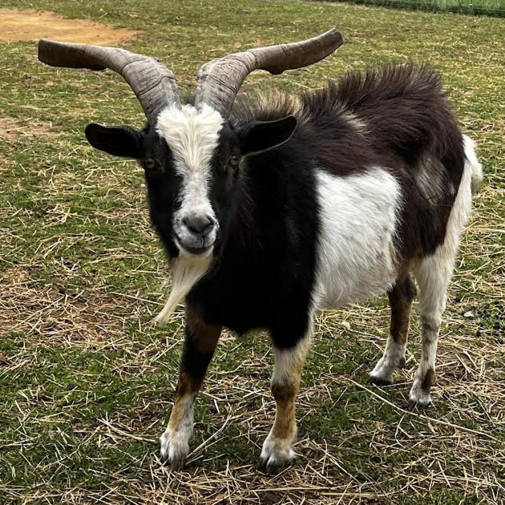 Cash, a Adoptable Goat in Stokesdale, NC image 1/2