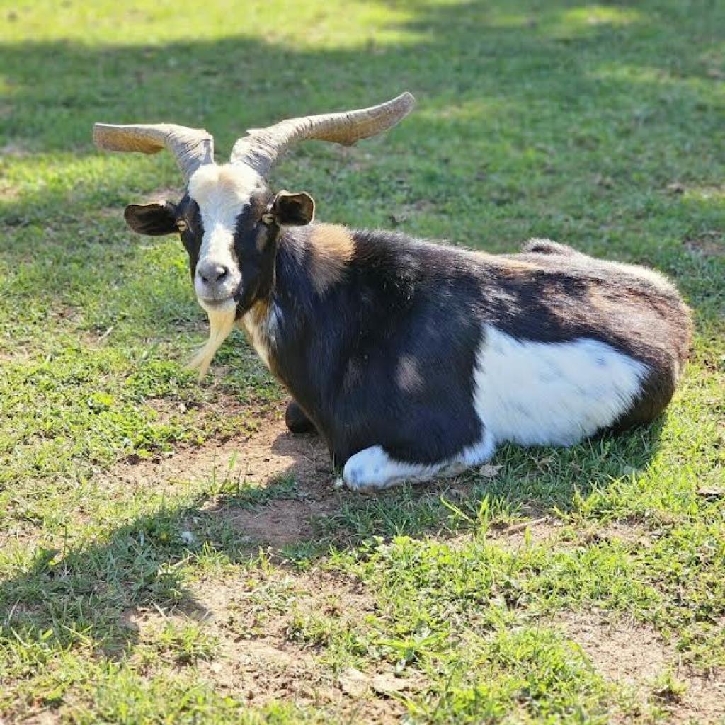 Cash, Adoptable, Adult Male Goat.