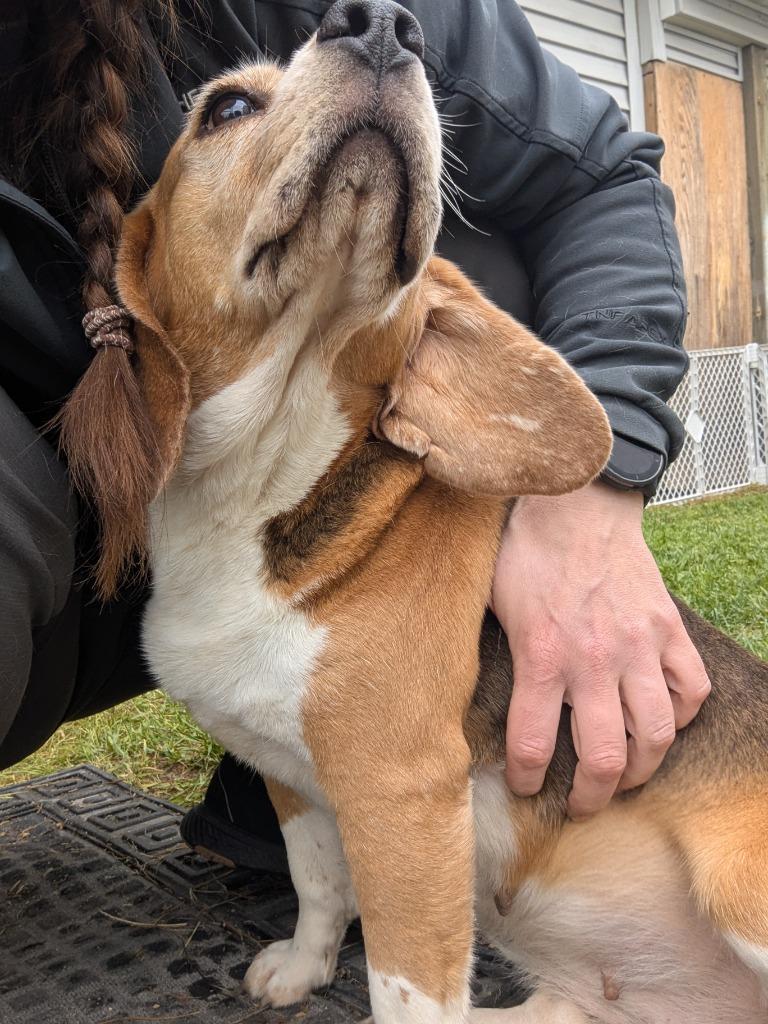 Enlarge Dorothy, a Adoptable Beagle in Barron, WI image 1/6