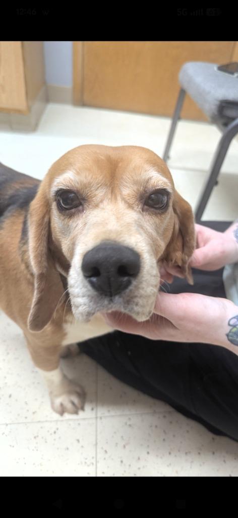 Dorothy, Adoptable, Adult Female Beagle.