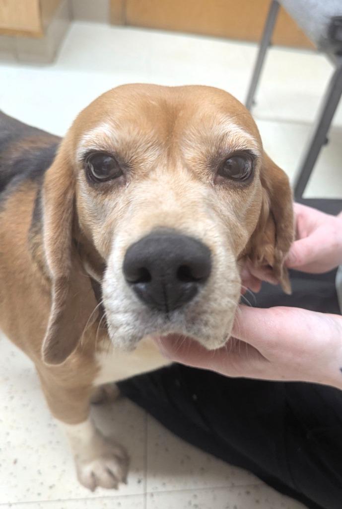 Dorothy, a Adoptable Beagle in Barron, WI image 2/3