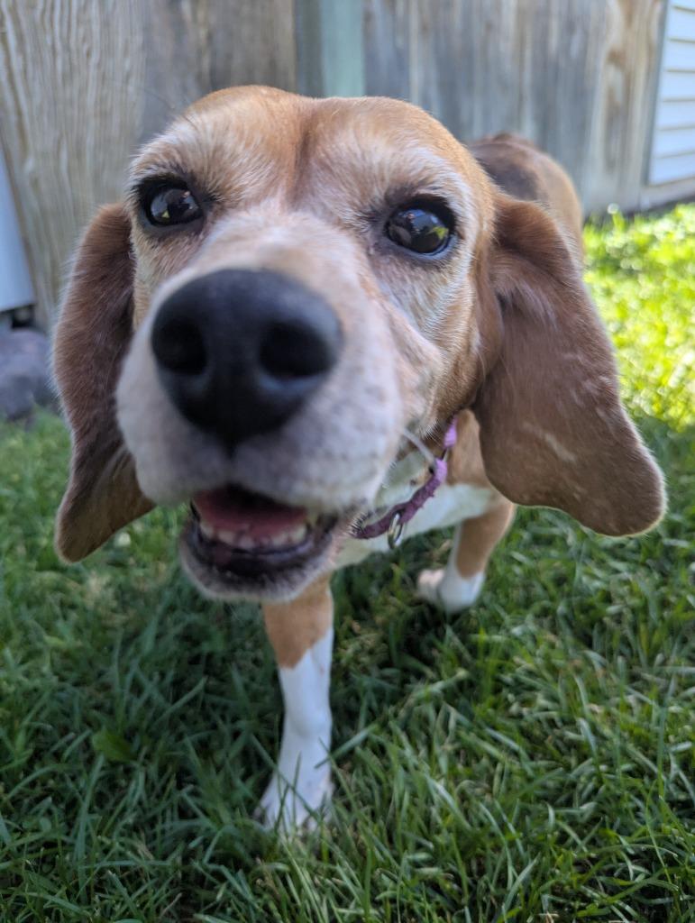 Enlarge Dorothy, a Adoptable Beagle in Barron, WI image 4/6