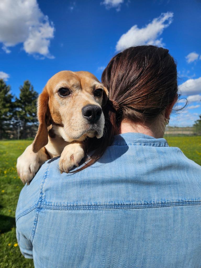Dorothy, a Adoptable Beagle in Barron, WI image 3/3