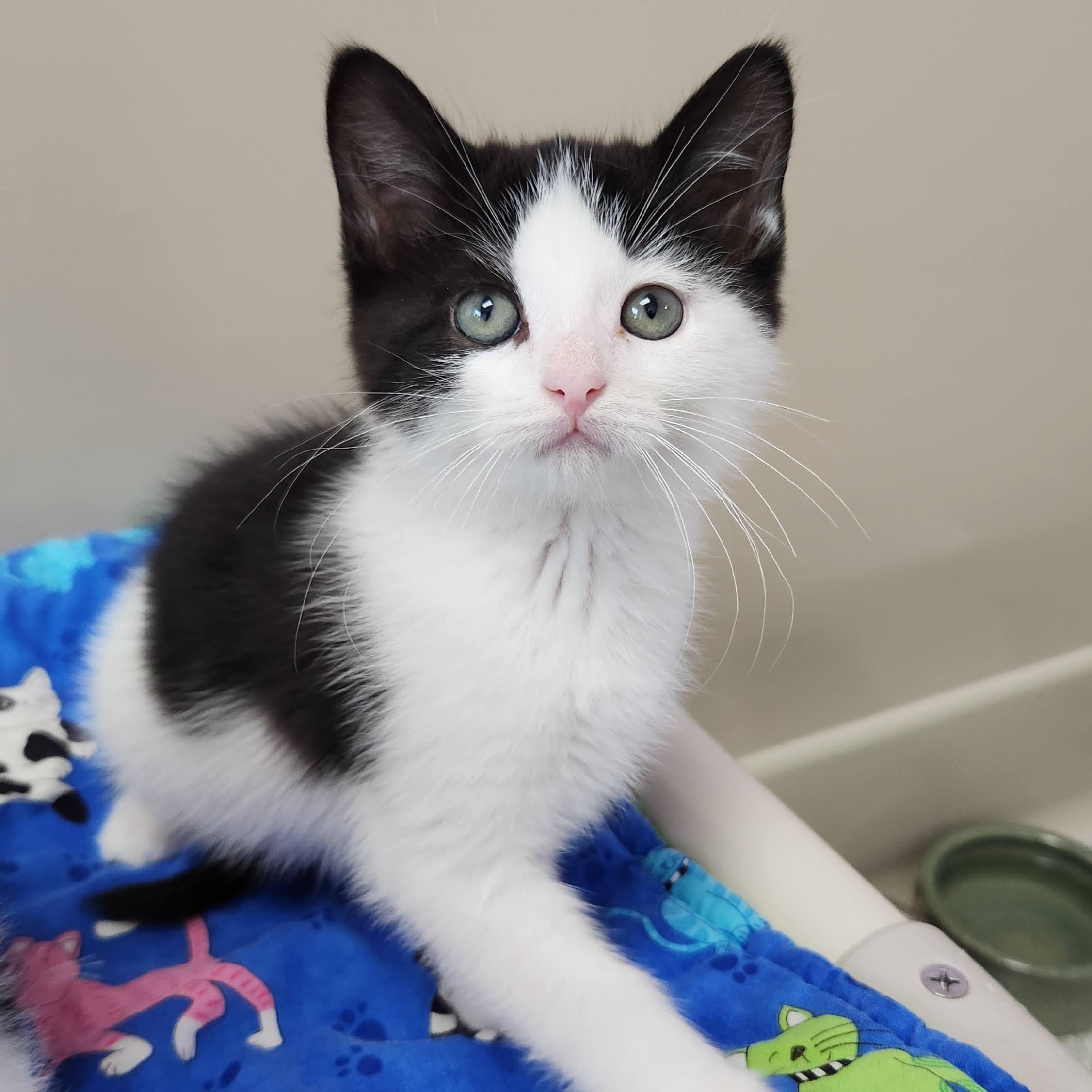 Enlarge Brosnan, a Adoptable Tuxedo in Marshfield, WI image 2/6