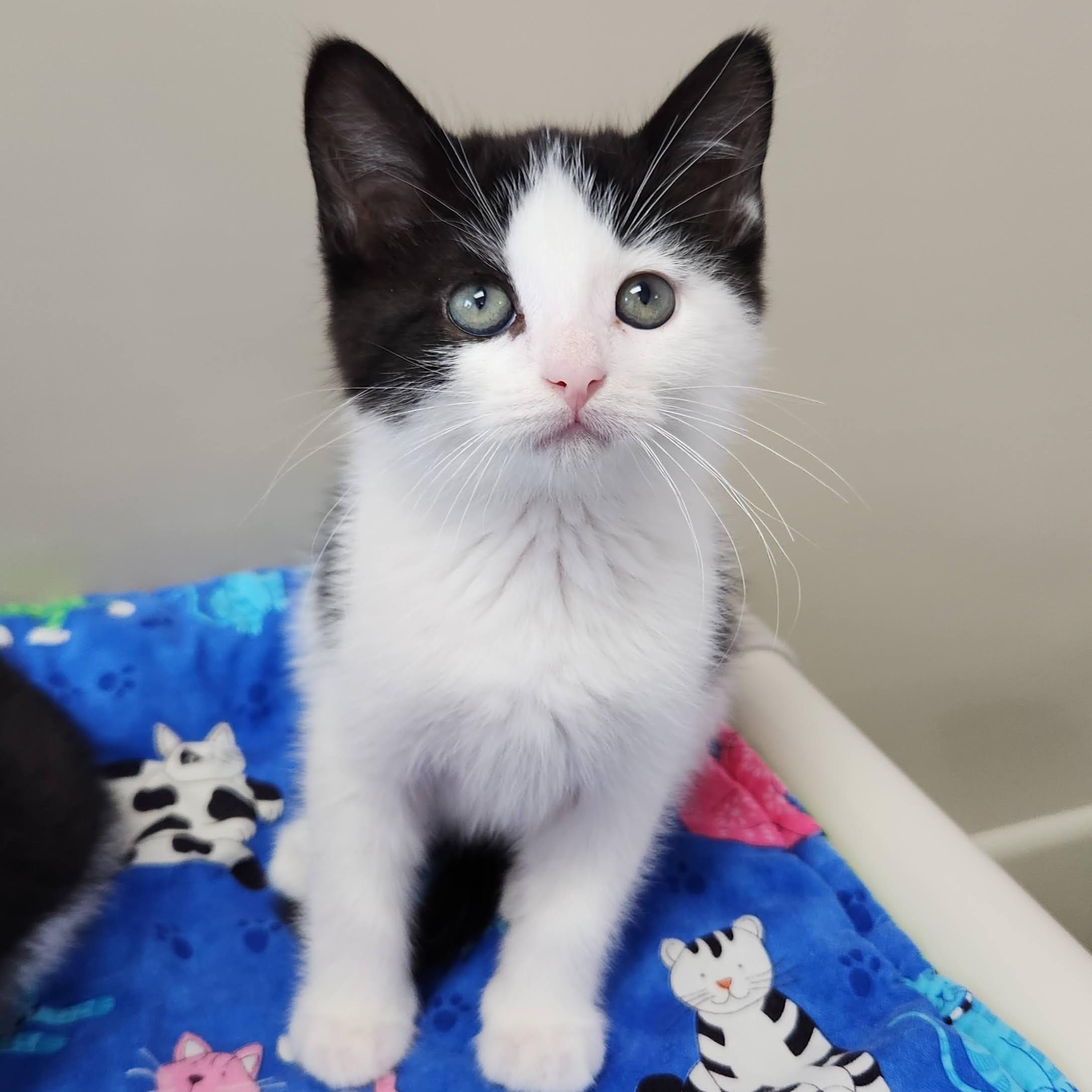 Brosnan, Adoptable, Kitten Female Tuxedo.