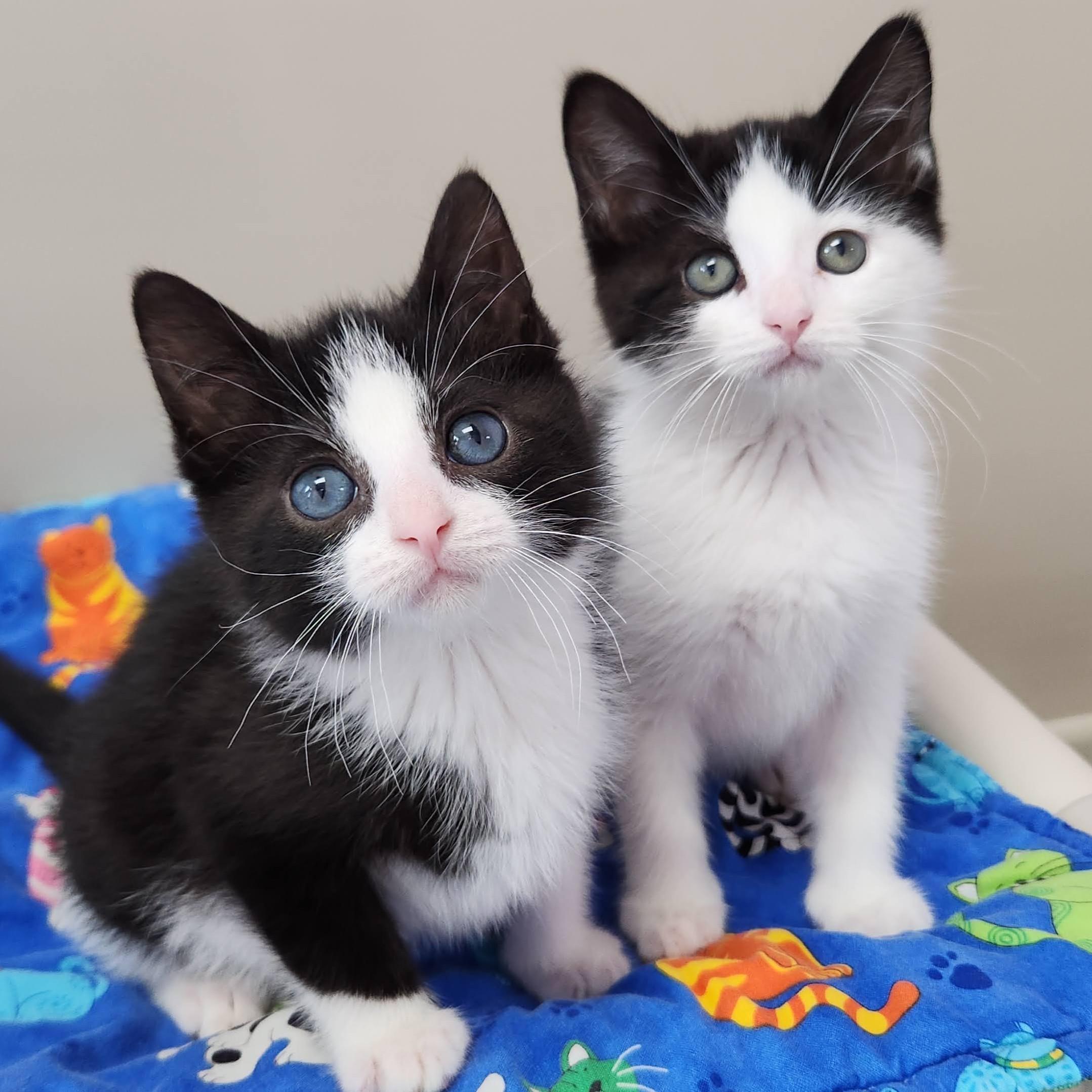 Enlarge Brosnan, a Adoptable Tuxedo in Marshfield, WI image 4/6
