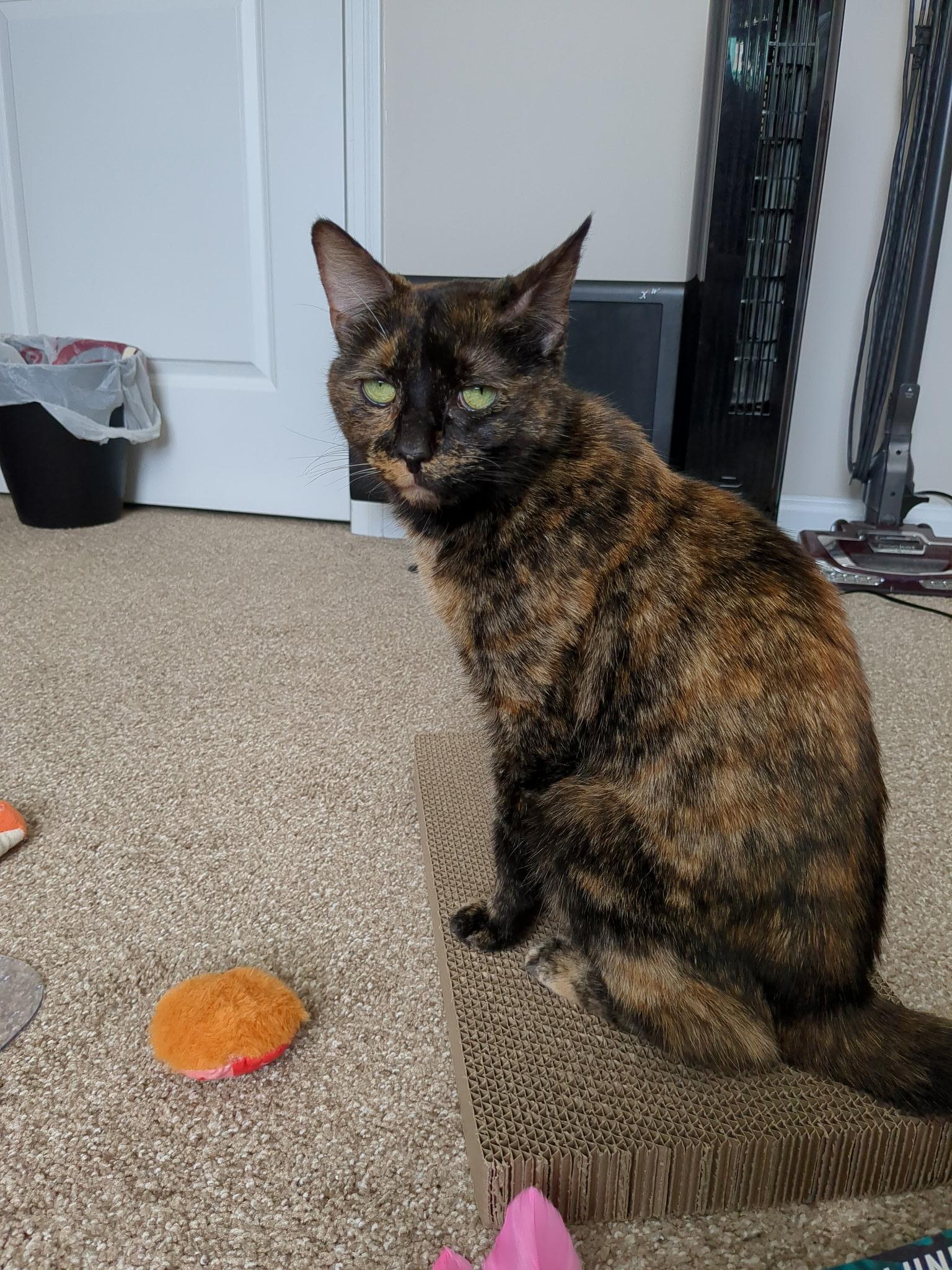 Jasmine, a Adoptable Tortoiseshell in Columbus, OH image 2/6