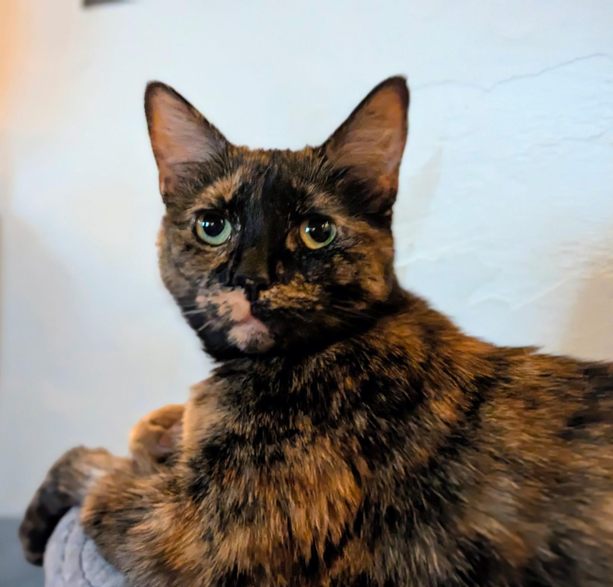 Jasmine, a Adoptable Tortoiseshell in Columbus, OH image 1/6