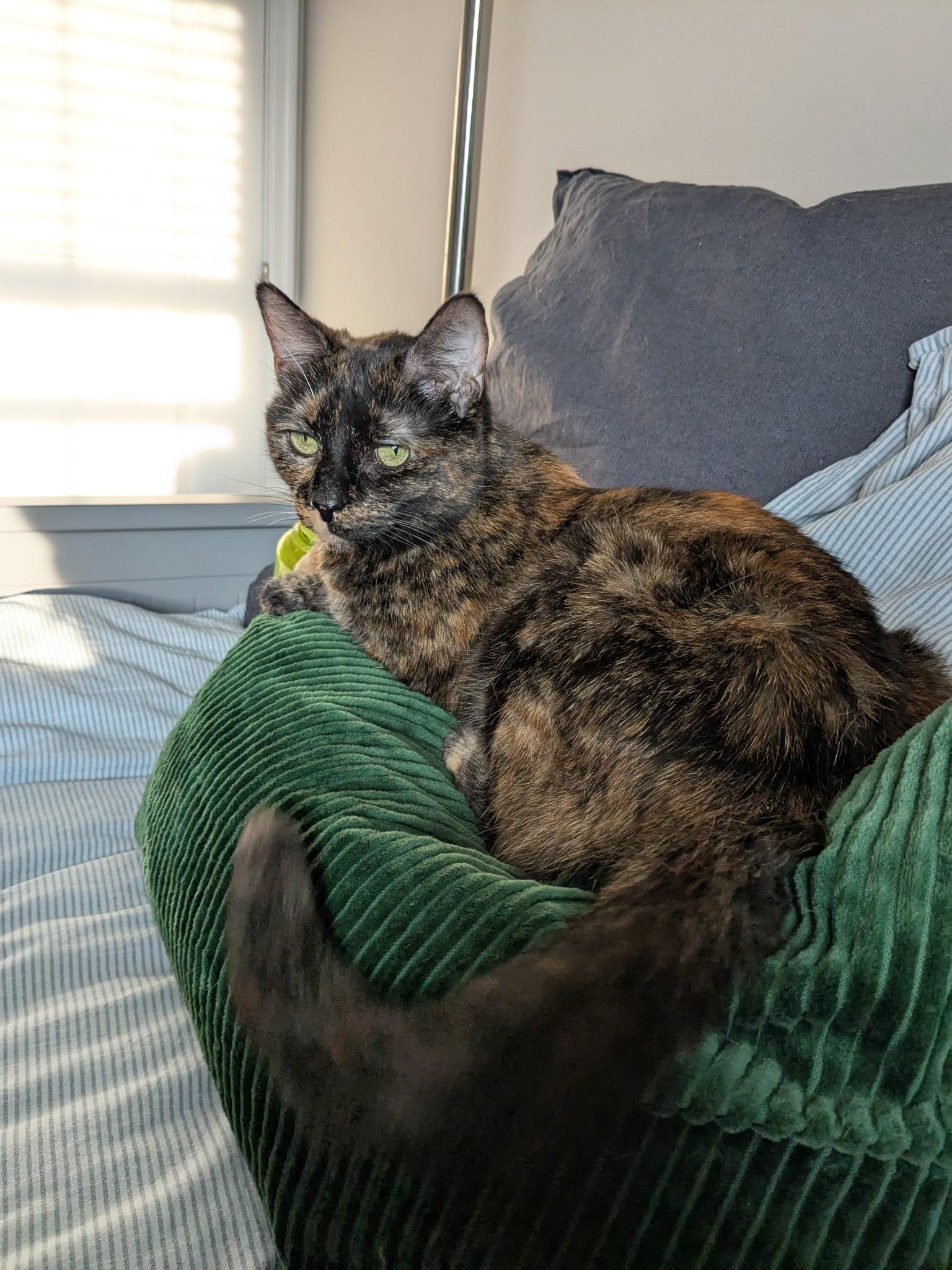 Jasmine, a Adoptable Tortoiseshell in Columbus, OH image 4/6