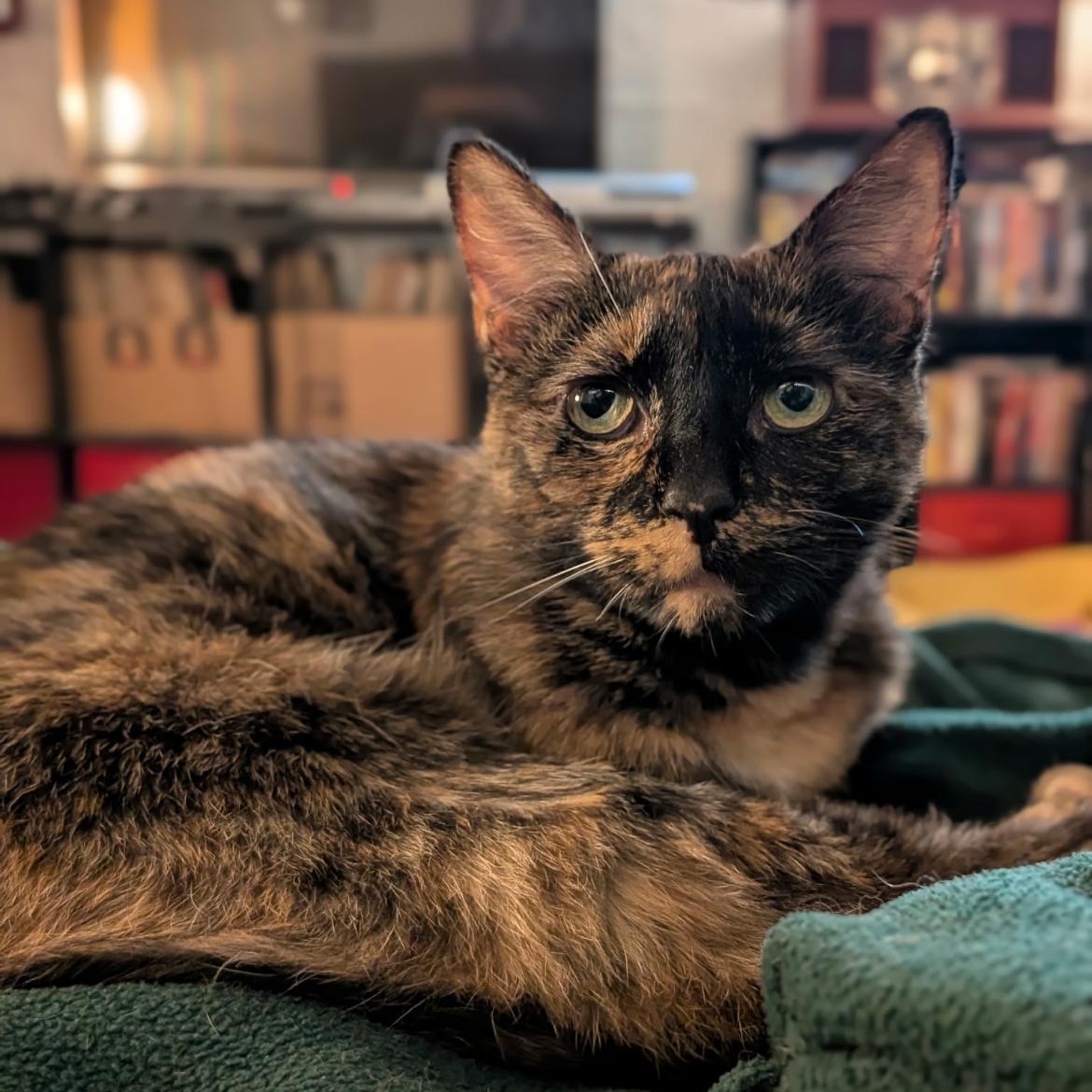 Enlarge Jasmine, a Adoptable Tortoiseshell in Columbus, OH image 1/6