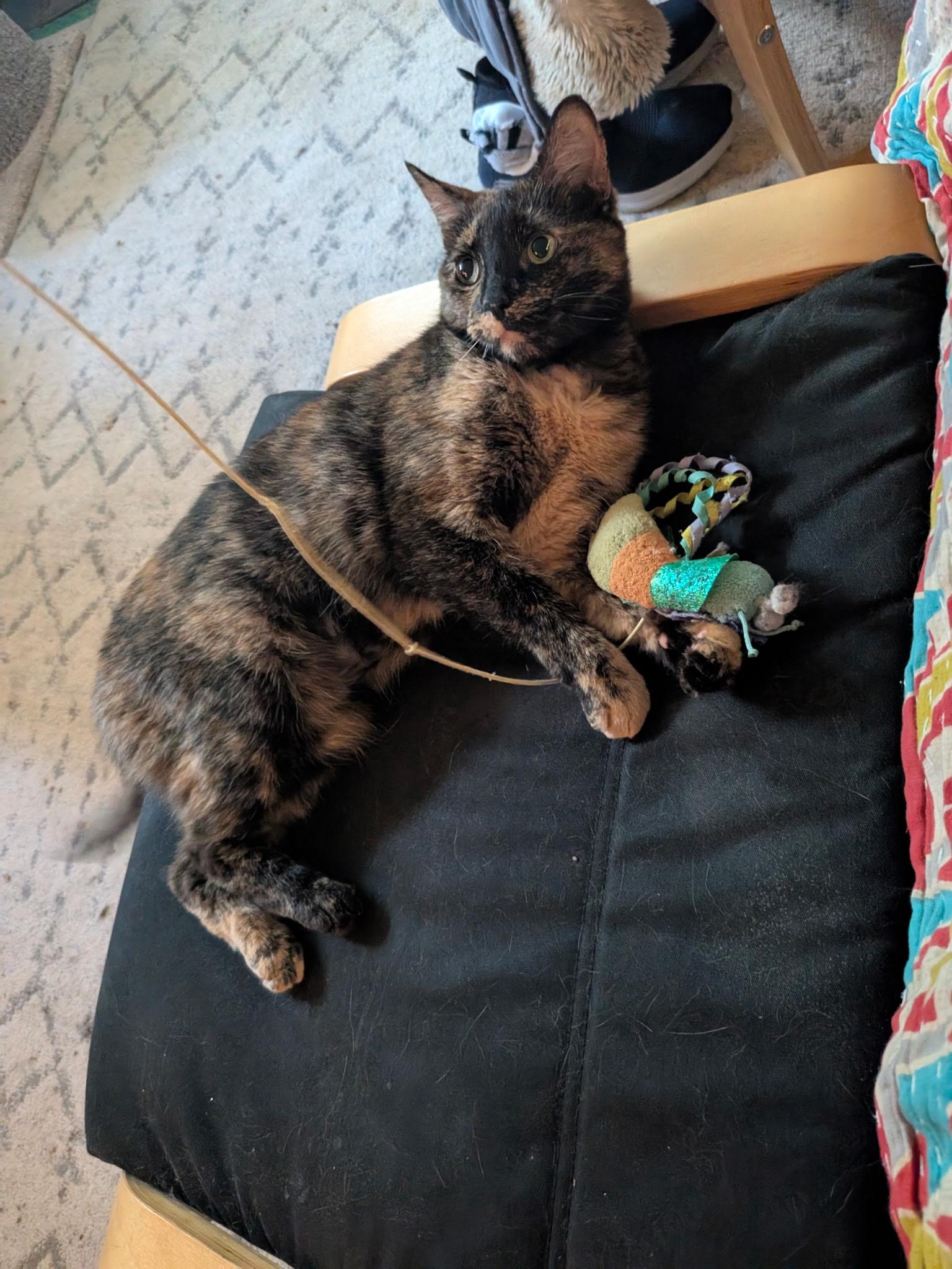 Jasmine, a Adoptable Tortoiseshell in Columbus, OH image 3/6