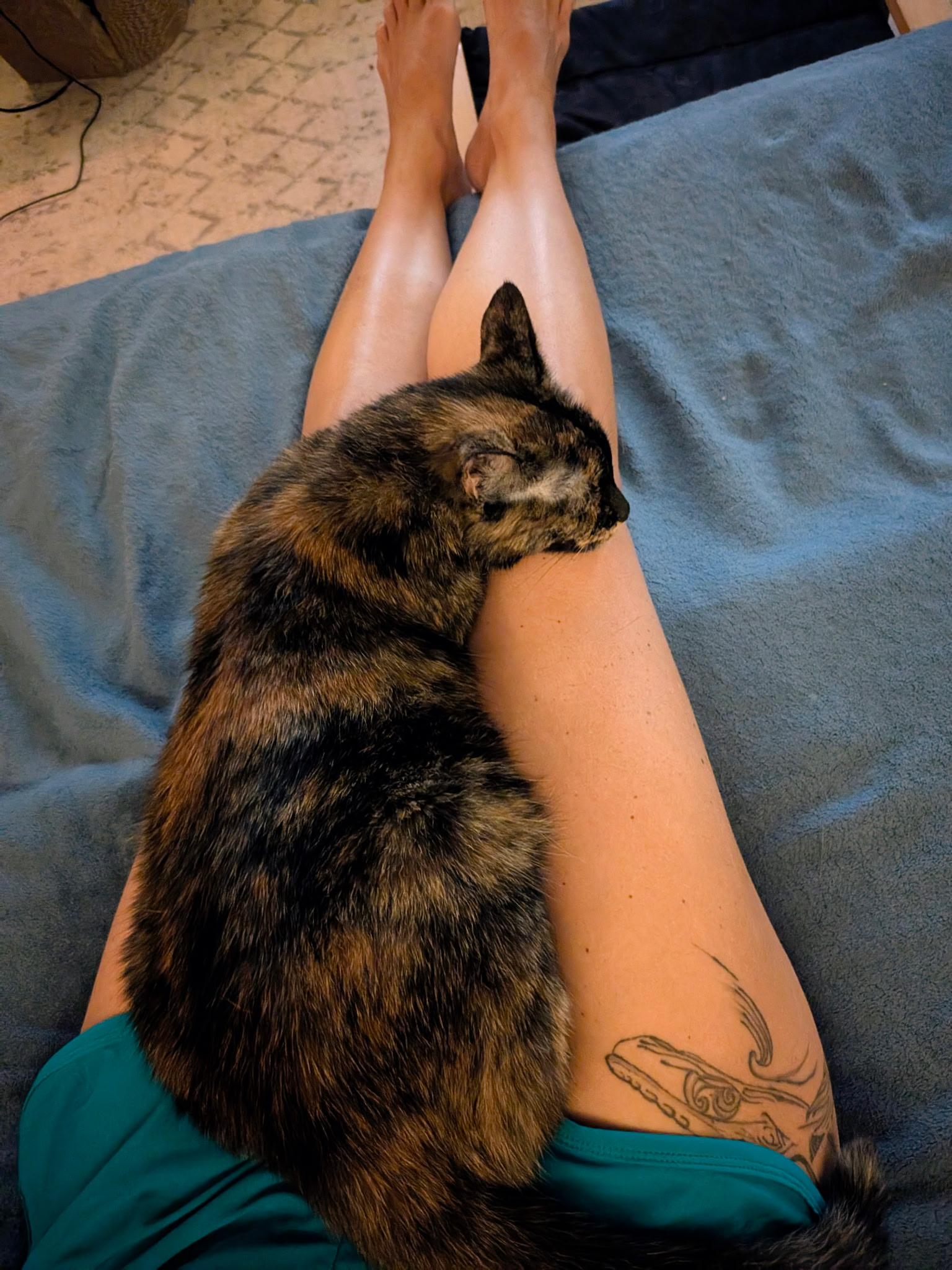 Jasmine, a Adoptable Tortoiseshell in Columbus, OH image 5/6