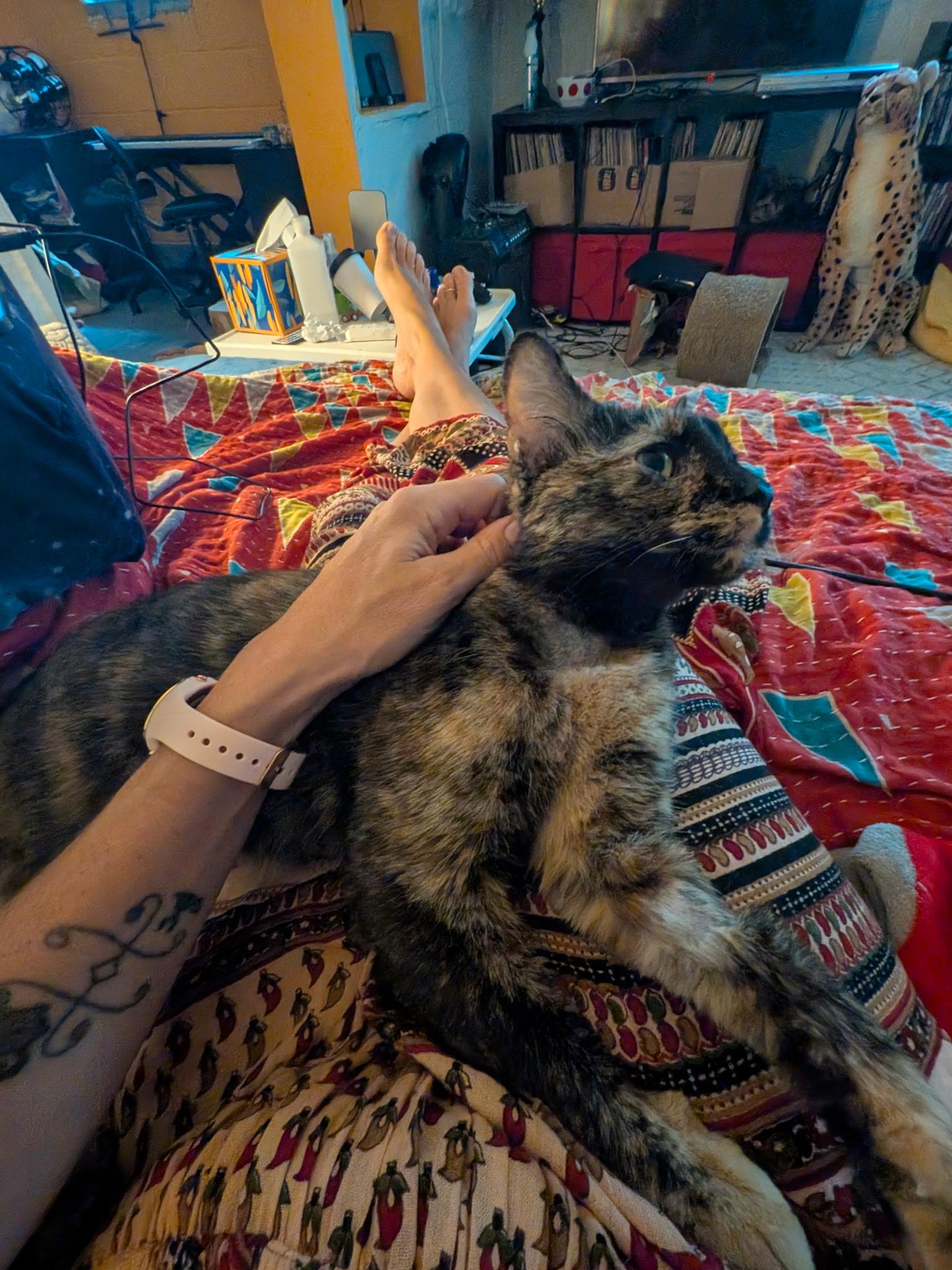 Jasmine, a Adoptable Tortoiseshell in Columbus, OH image 6/6