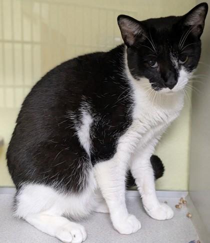 Barnaby, Adoptable, Adult Male Domestic Short Hair & Domestic Short Hair.