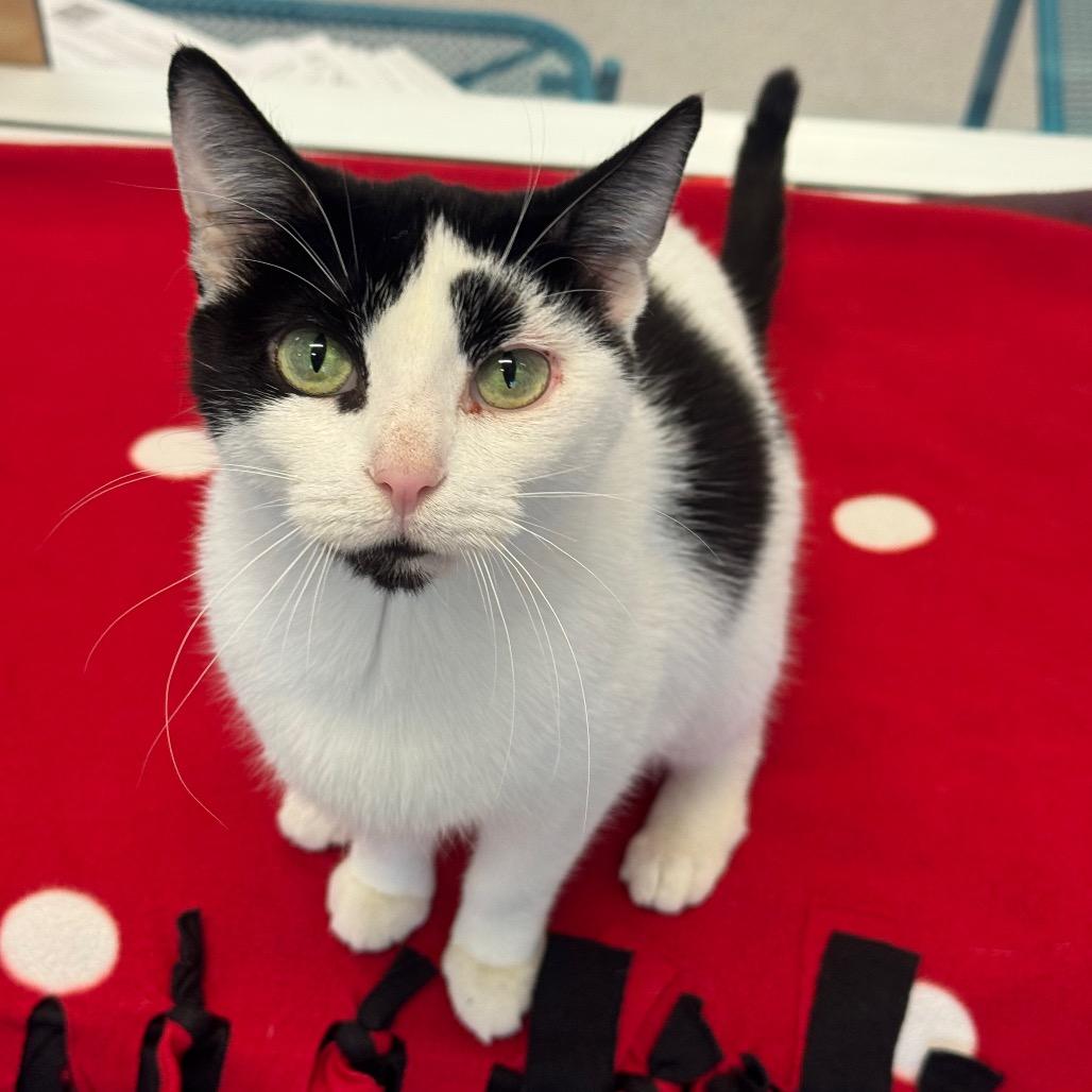 Smoreo, a Adoptable Domestic Short Hair in Wheeling, IL image 3/6