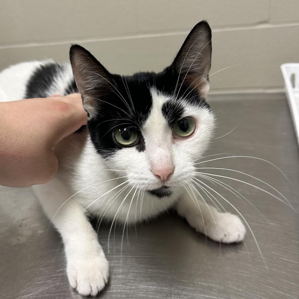 Smoreo, a Adoptable Domestic Short Hair in Wheeling, IL image 5/6