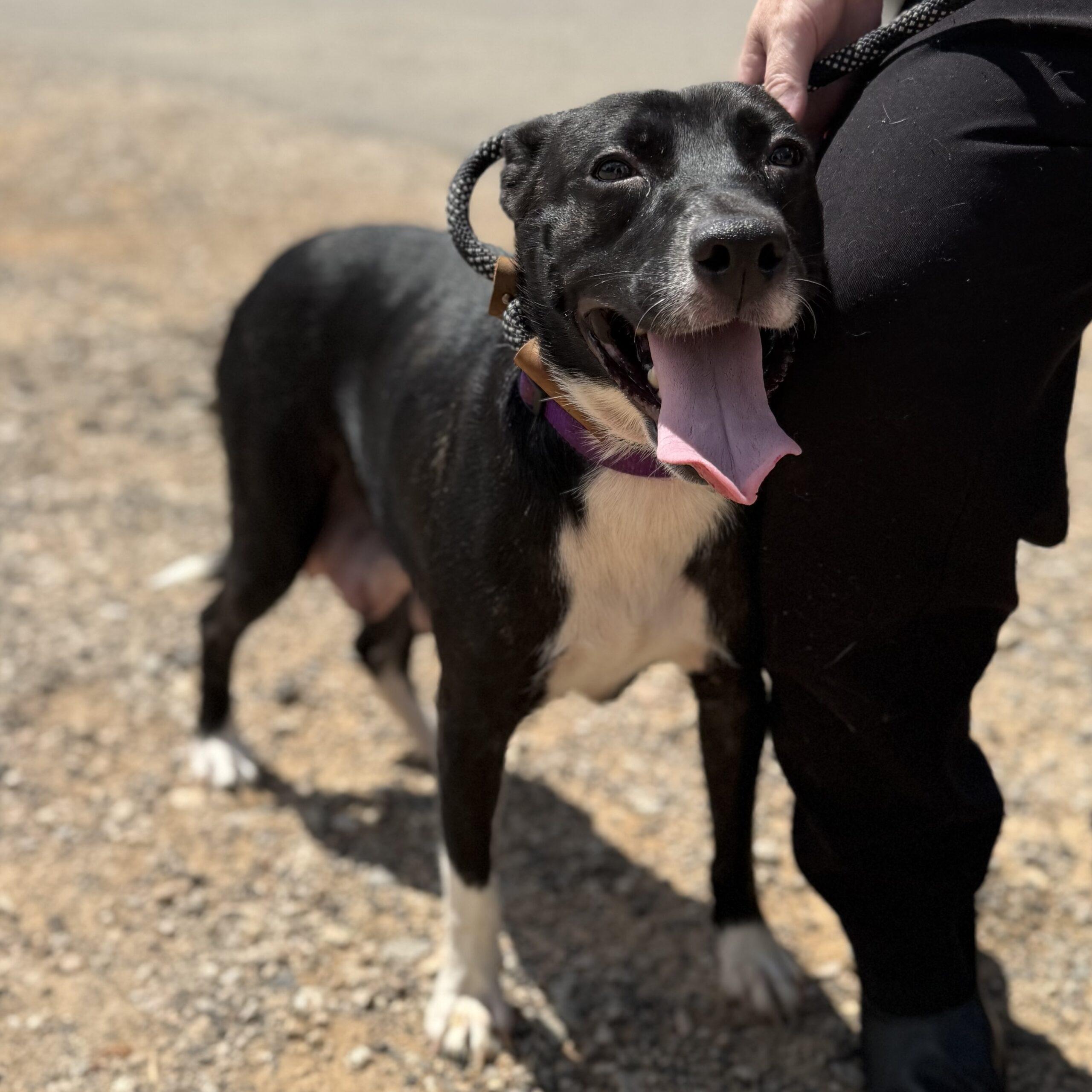 Daisy — thumbnail 4