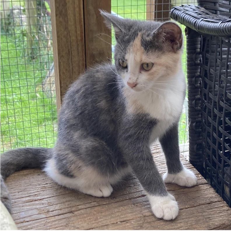 Enlarge Monkey, a Adoptable Domestic Short Hair in Rome, PA image 1/1