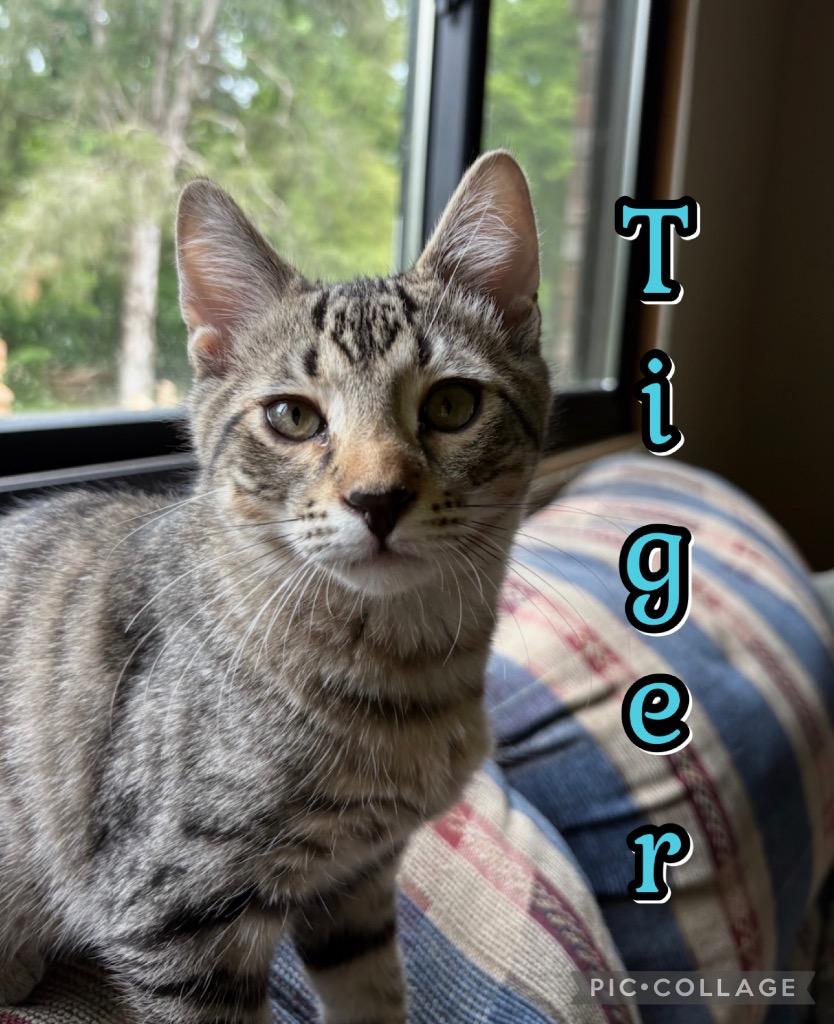 Tiger, Adoptable, Kitten Male Domestic Short Hair.