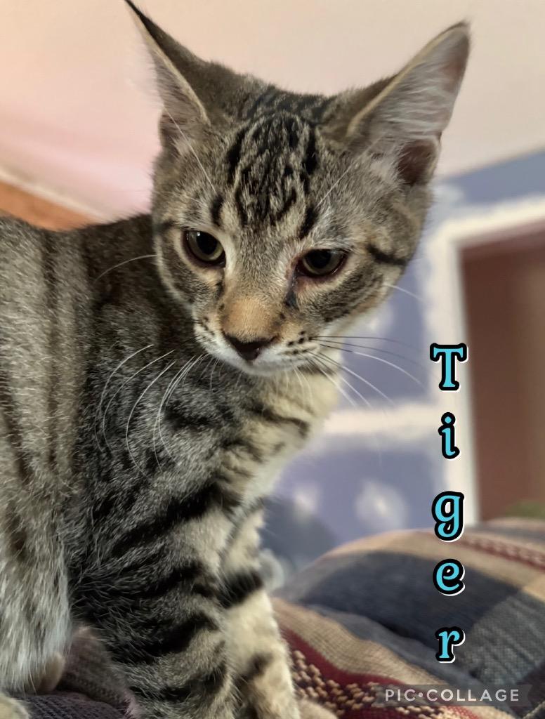 Enlarge Tiger, a Adoptable mixed breed in Fort Oglethorpe, GA image 2/3