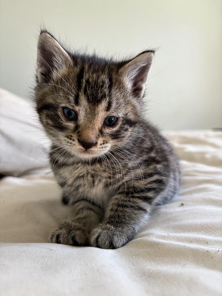 Enlarge Tiger, a Adoptable mixed breed in Fort Oglethorpe, GA image 3/3